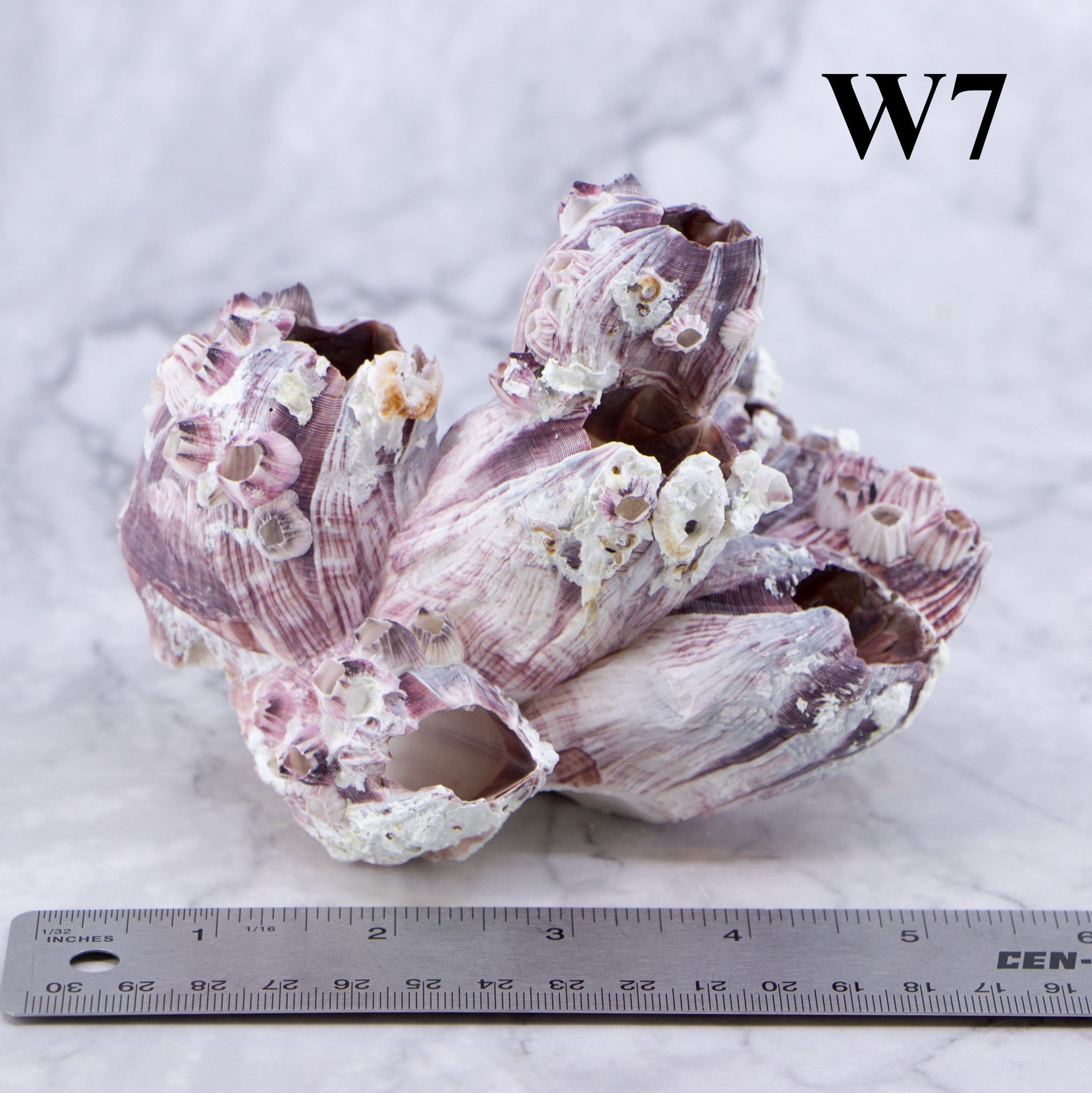 Percebes de 3 a 5 pulgadas
