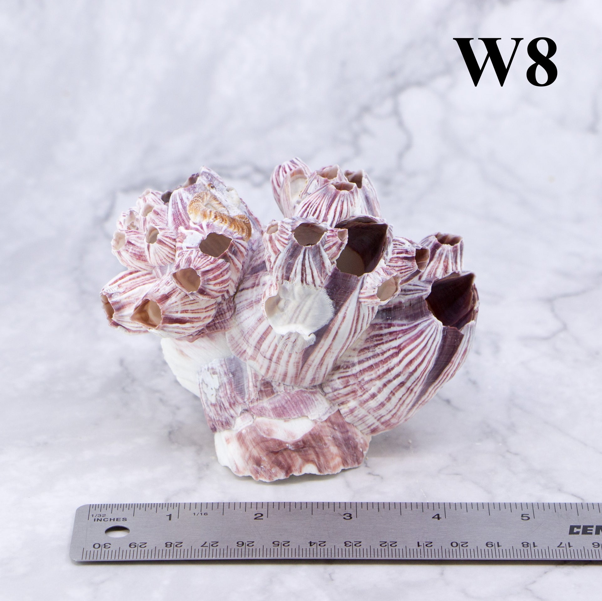 Percebes de 3 a 5 pulgadas