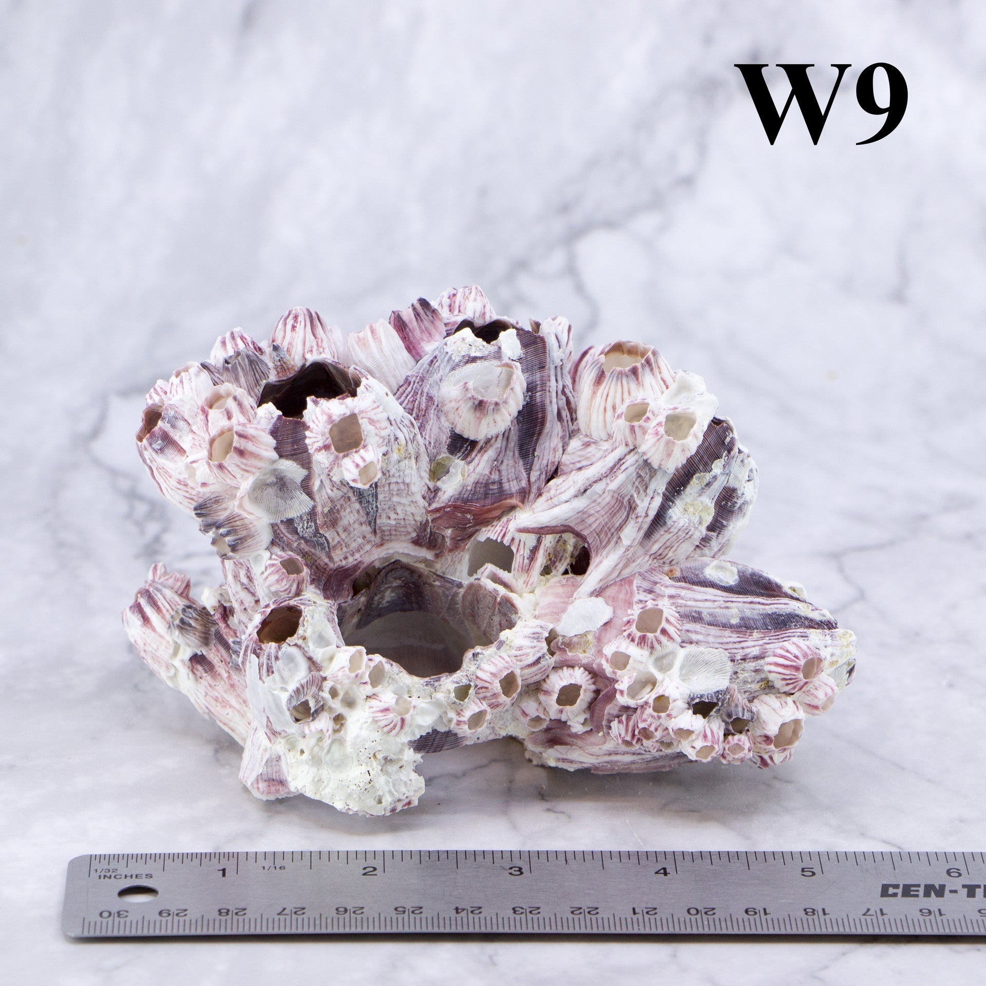 Percebes de 3 a 5 pulgadas