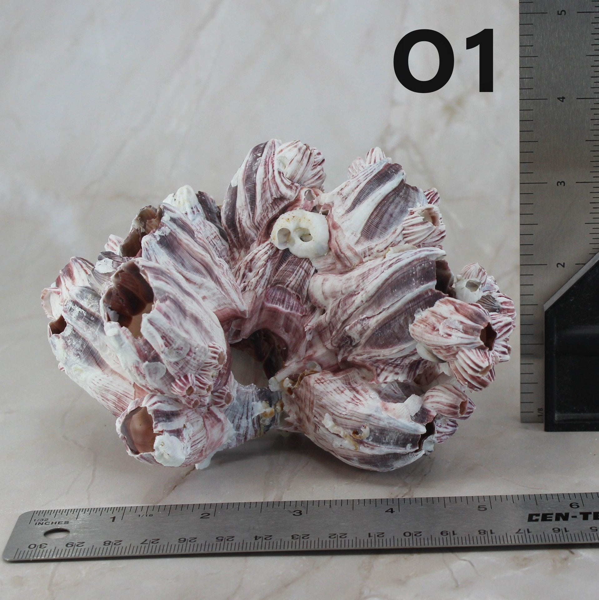 Percebes de 3 a 5 pulgadas