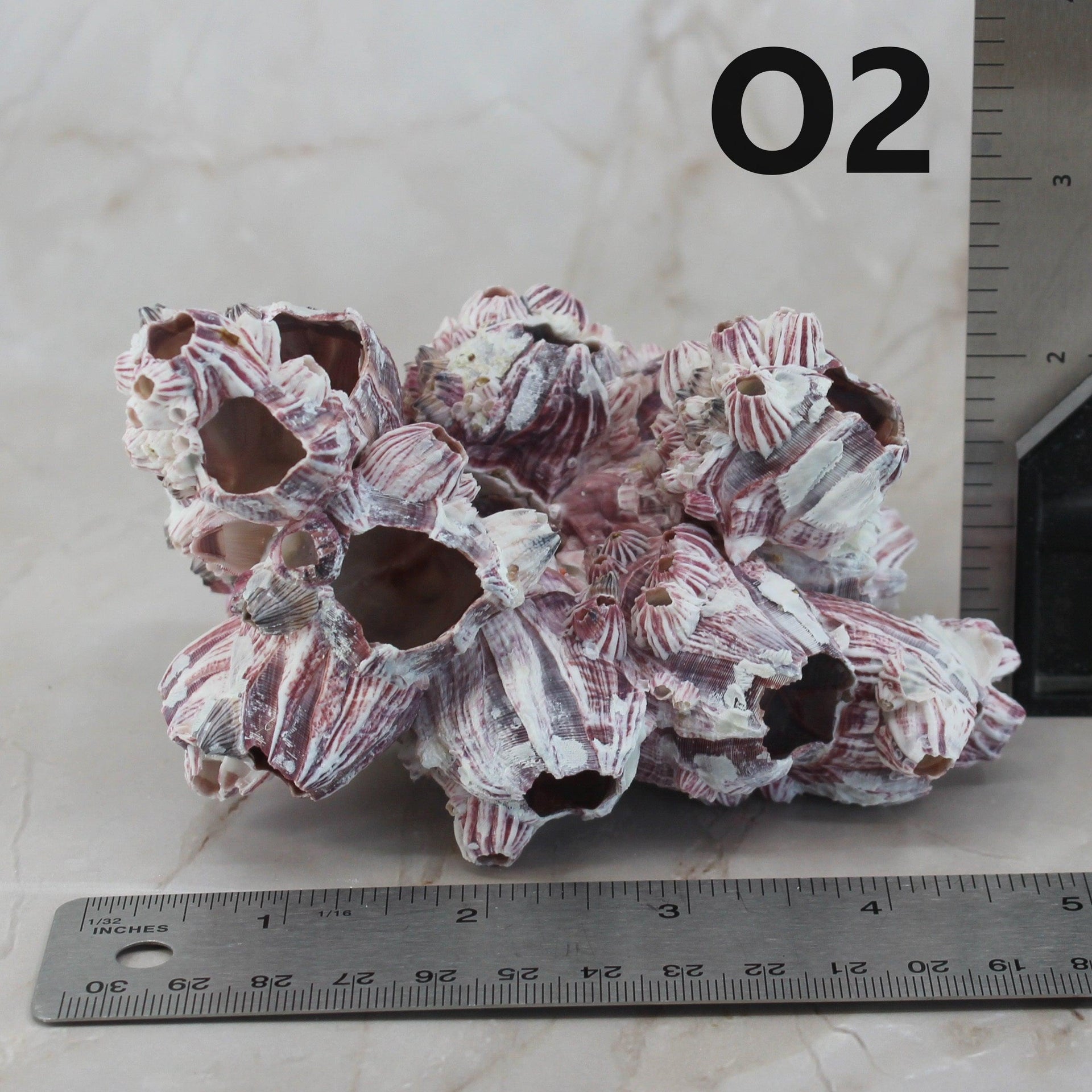 Percebes de 3 a 5 pulgadas