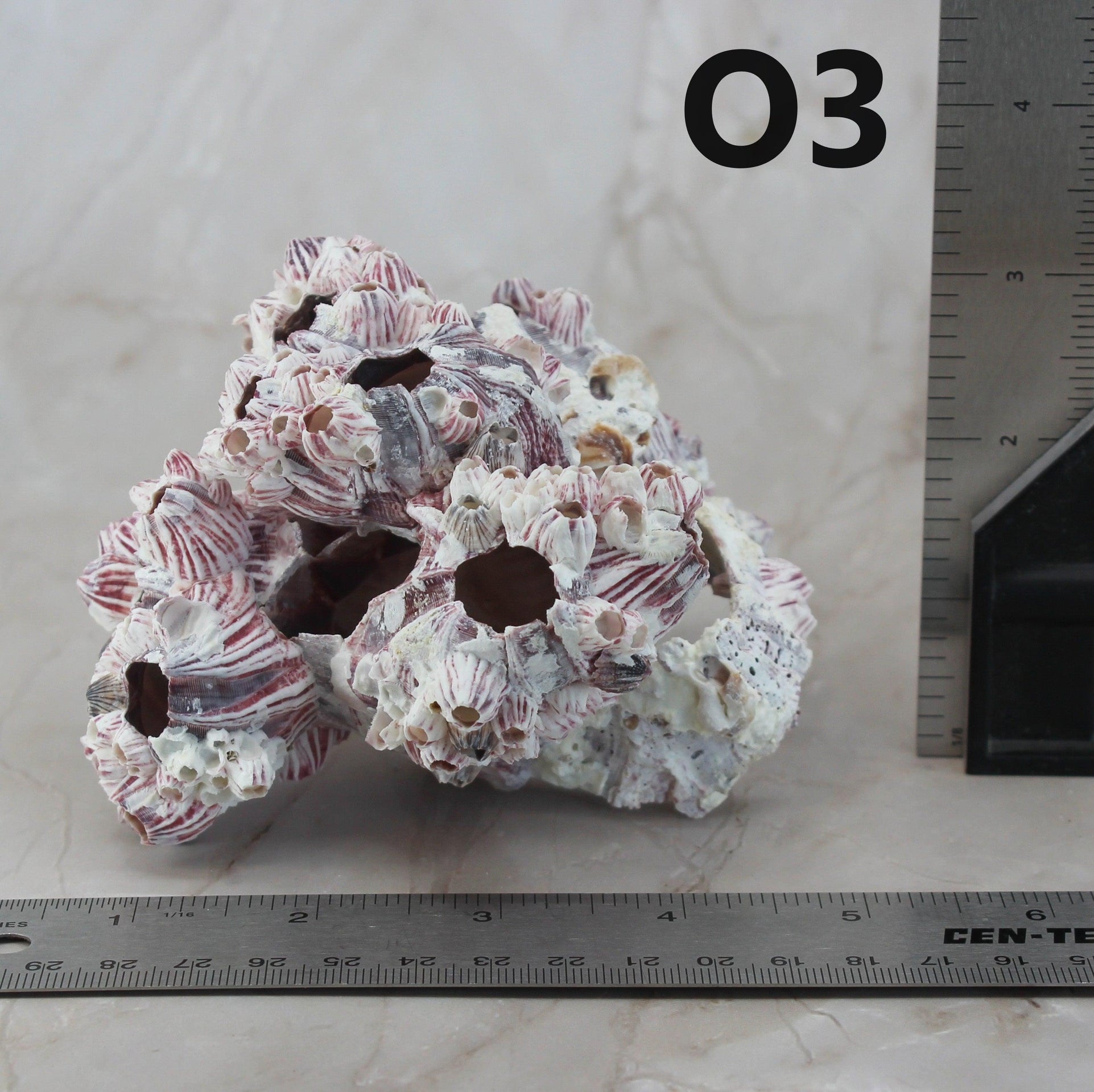 Percebes de 3 a 5 pulgadas