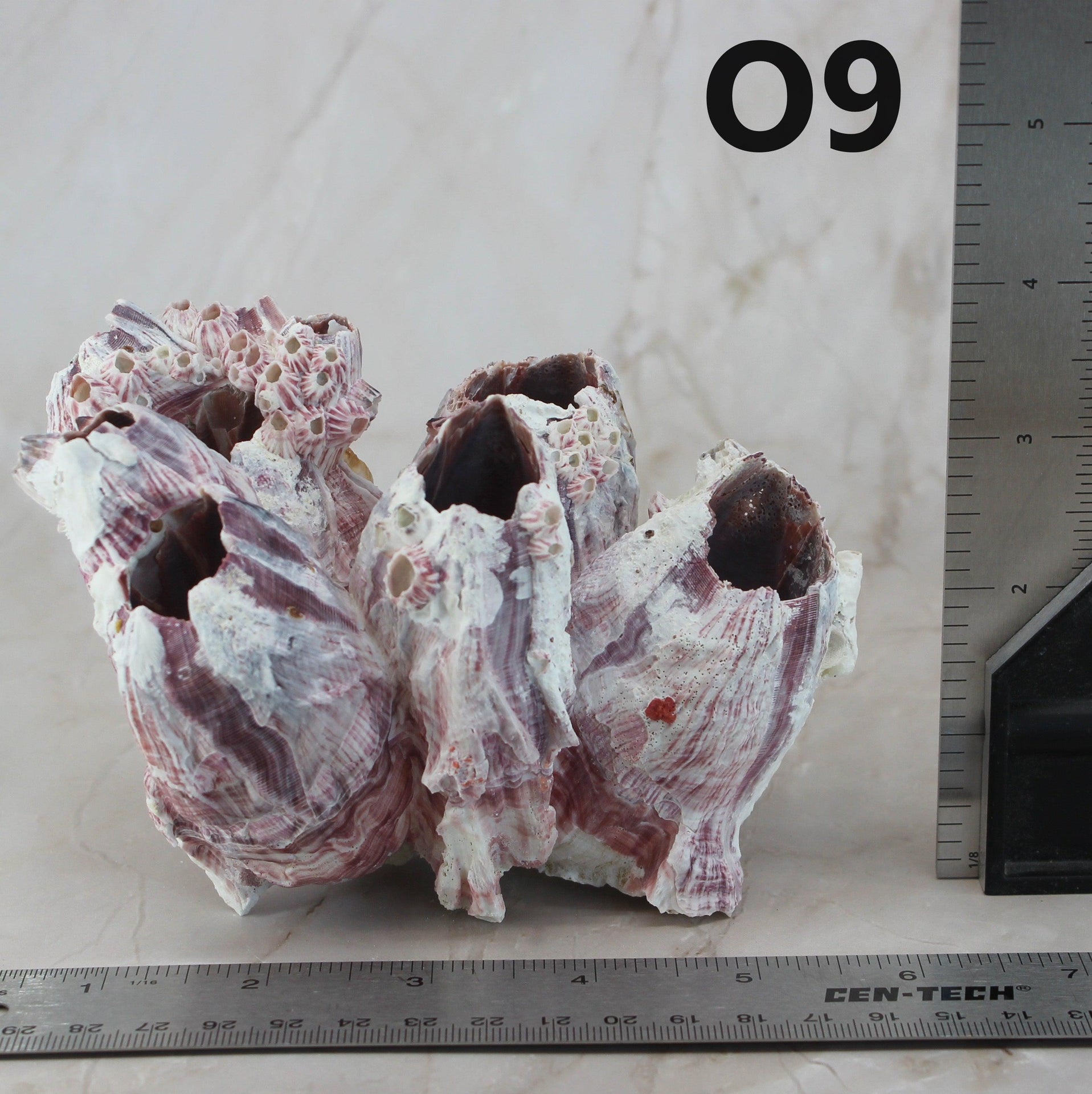 Percebes de 3 a 5 pulgadas