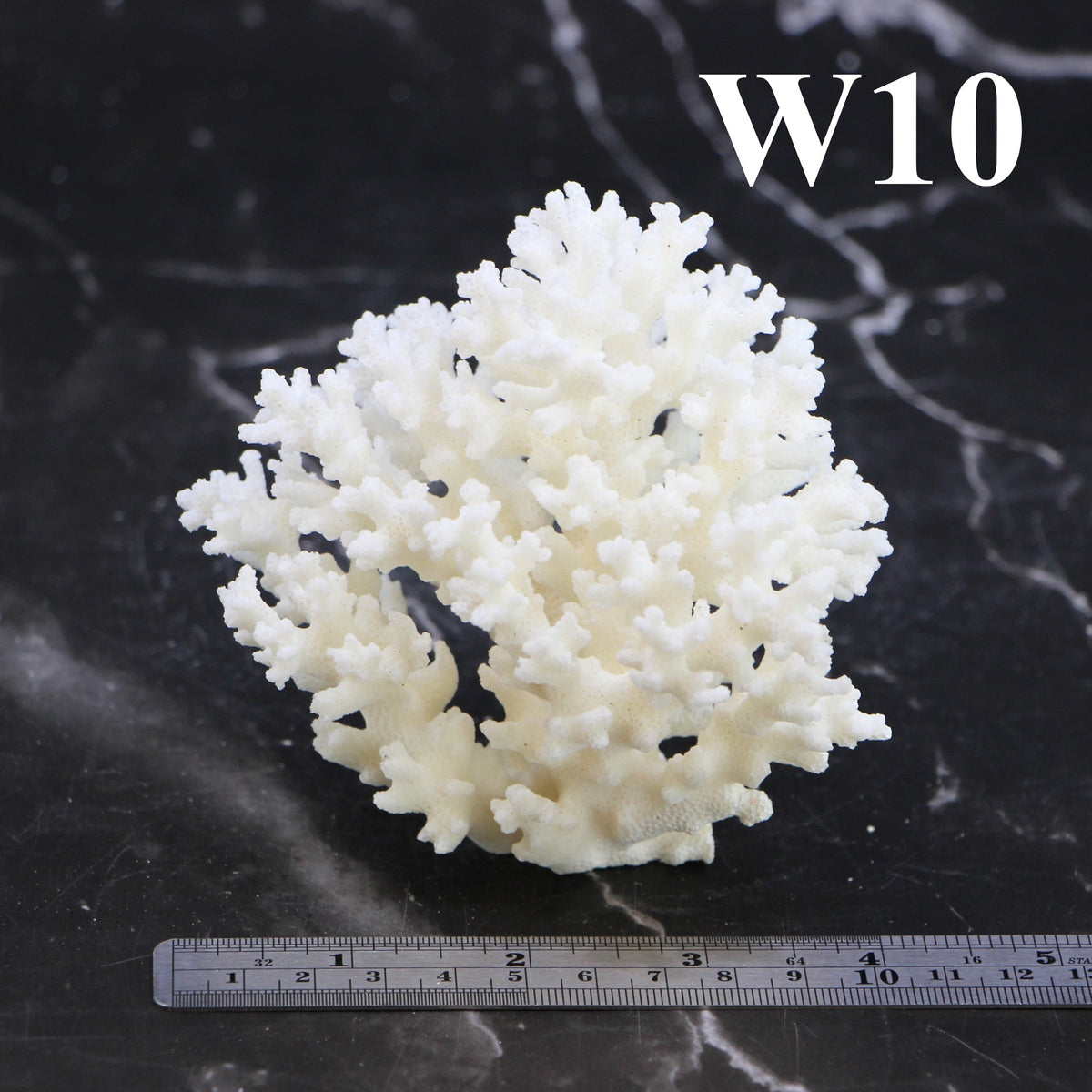 Lace Coral 3-5"