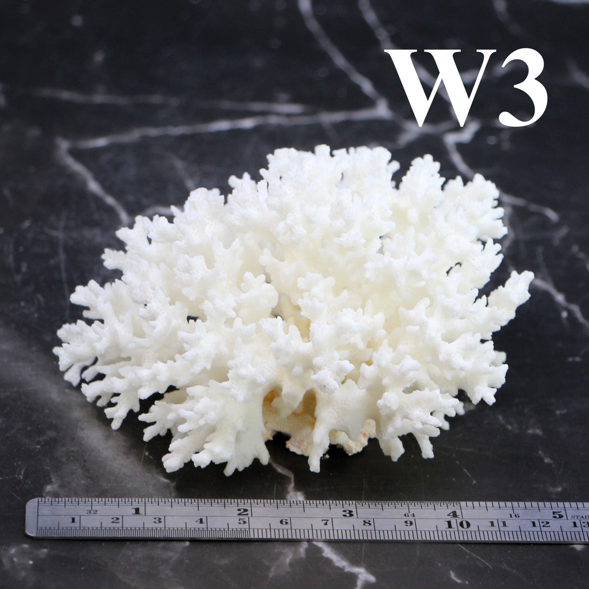Lace Coral 3-5"