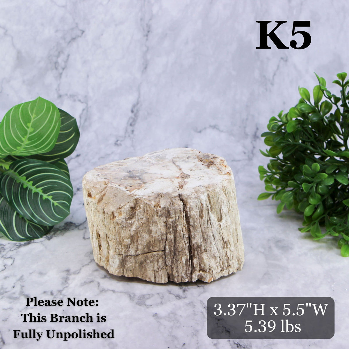 Petrified Wood Branch 3-6"