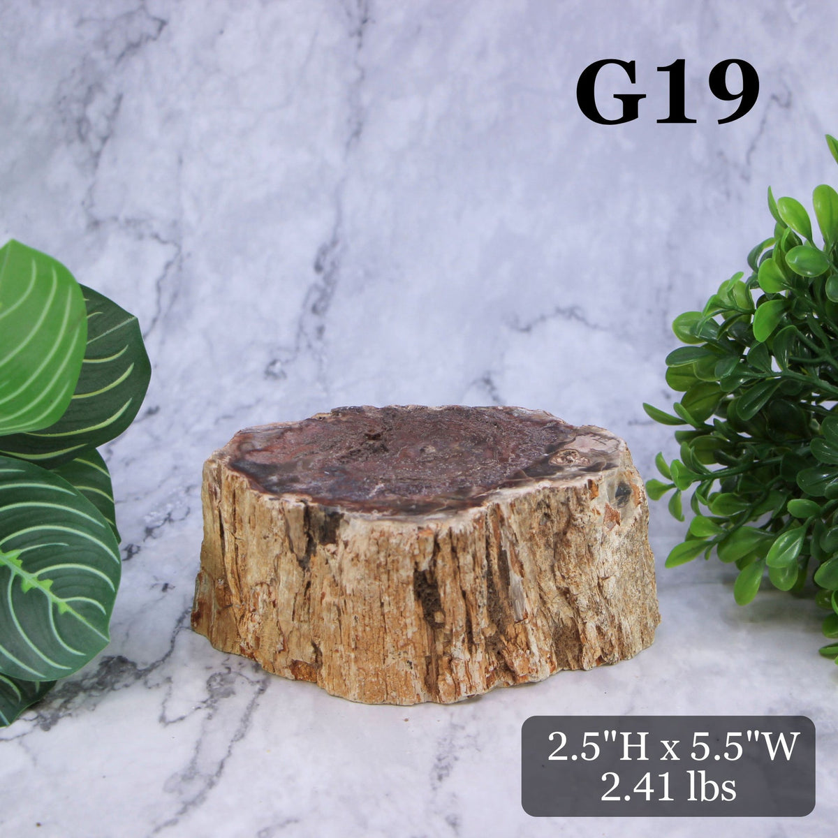 Petrified Wood Branch 3-6"