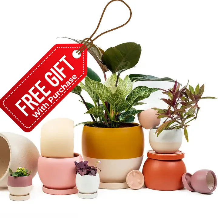 8" Bollé Pots with Water Saucers