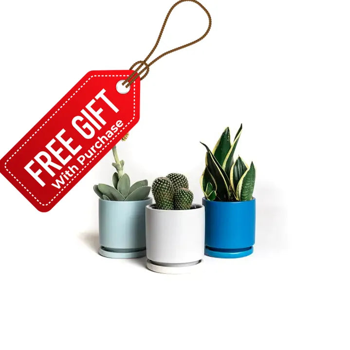 8.25" Cylinder Pots with Water Saucers