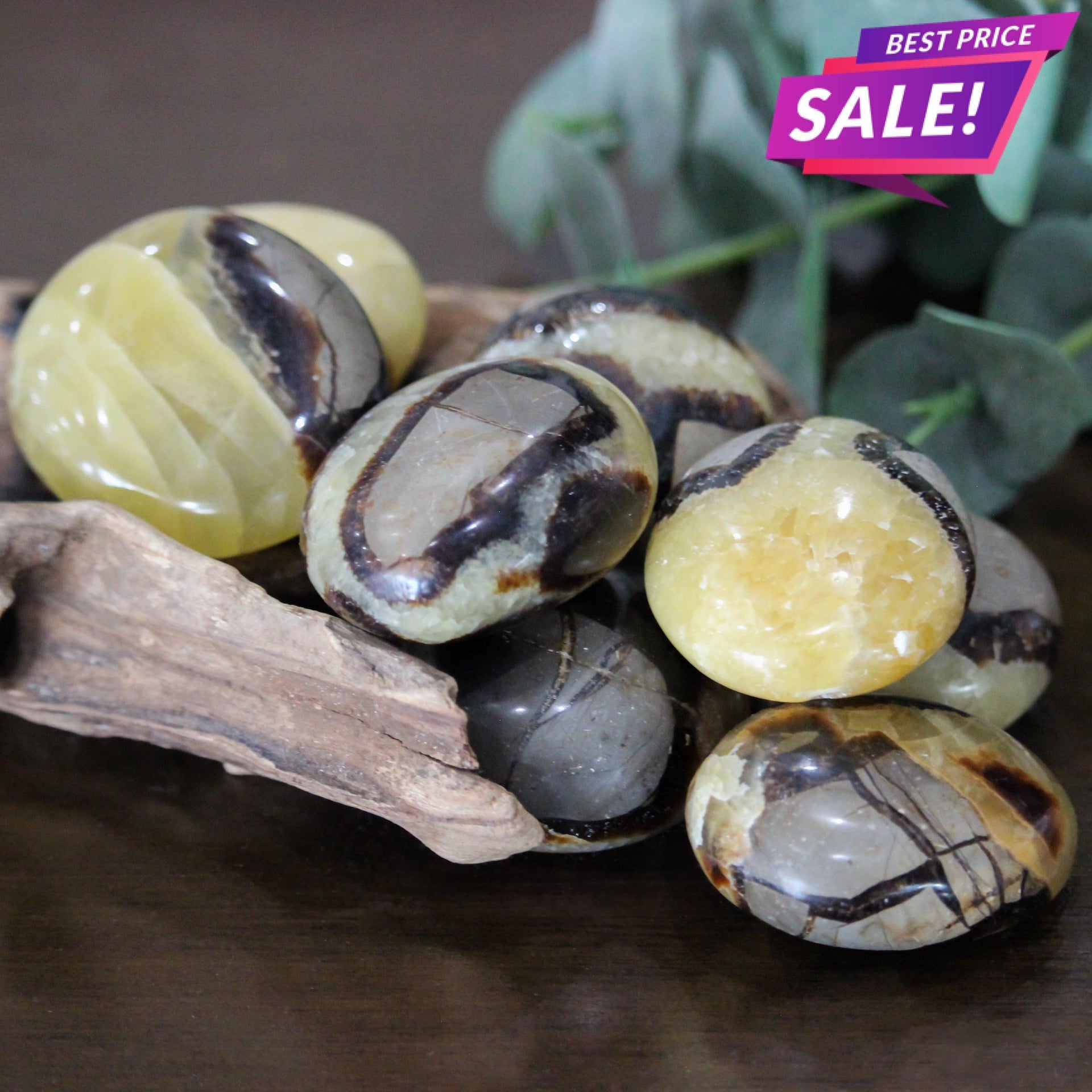 Septarian Palm Stone