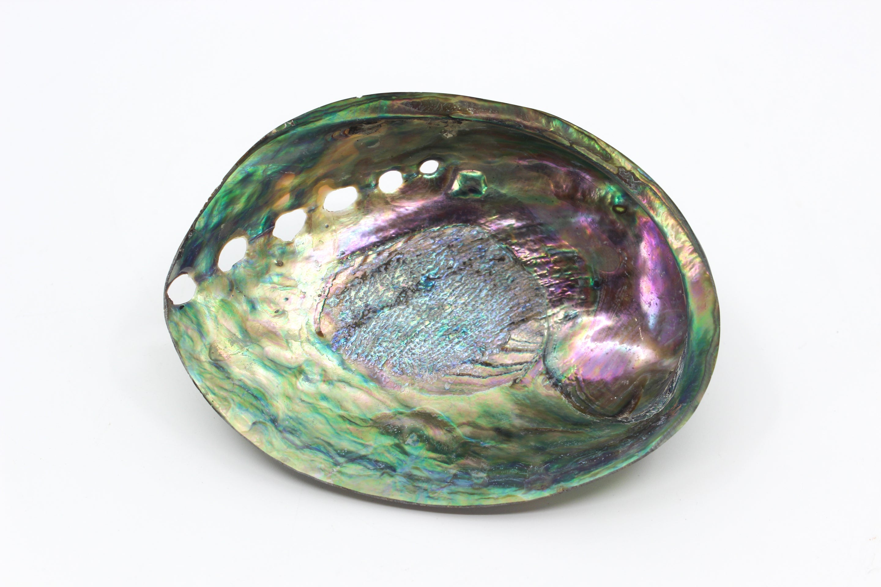 Paua Abalone Polished 4.5-5"