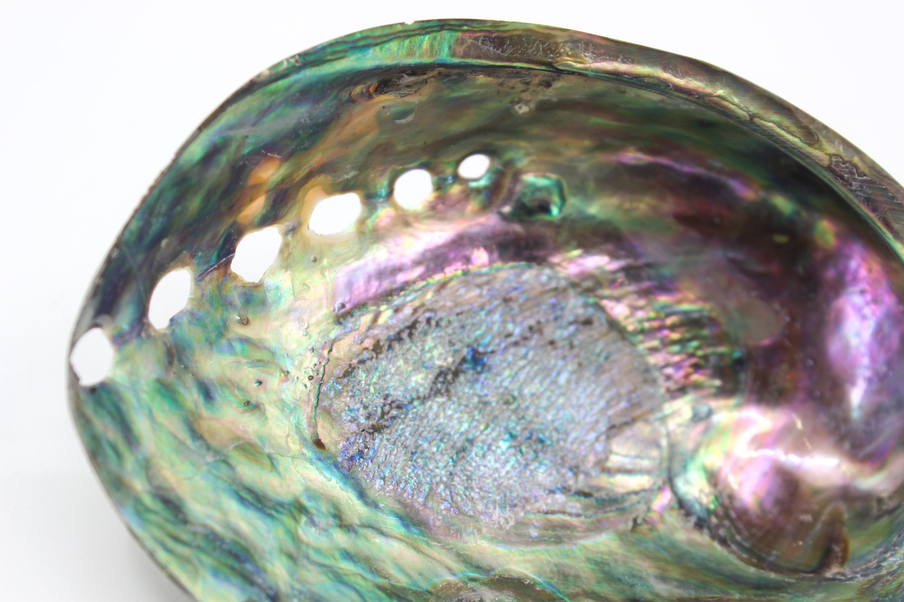 Paua Abalone Polished 4.5-5"