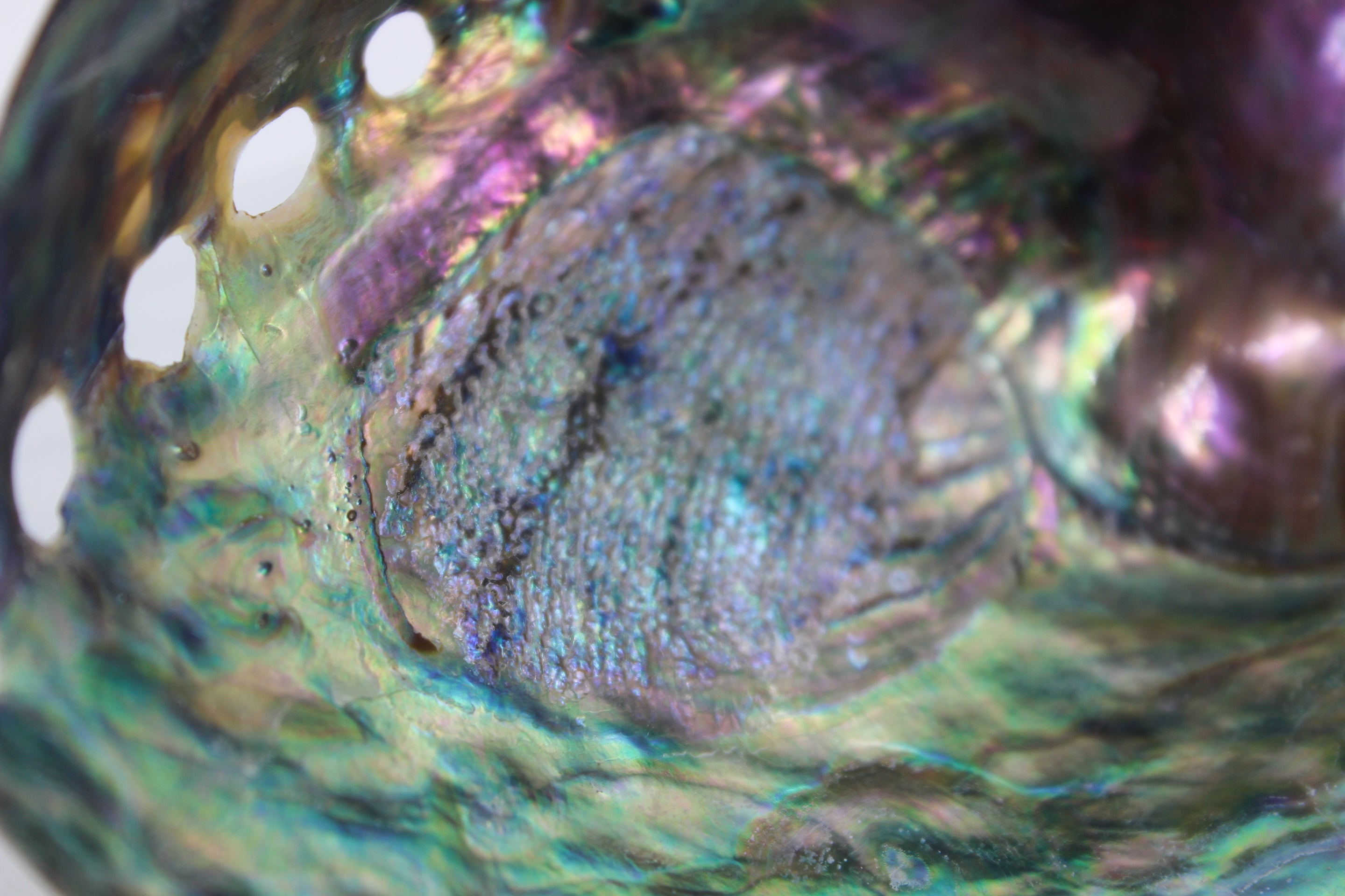 Paua Abalone Polished 4.5-5"