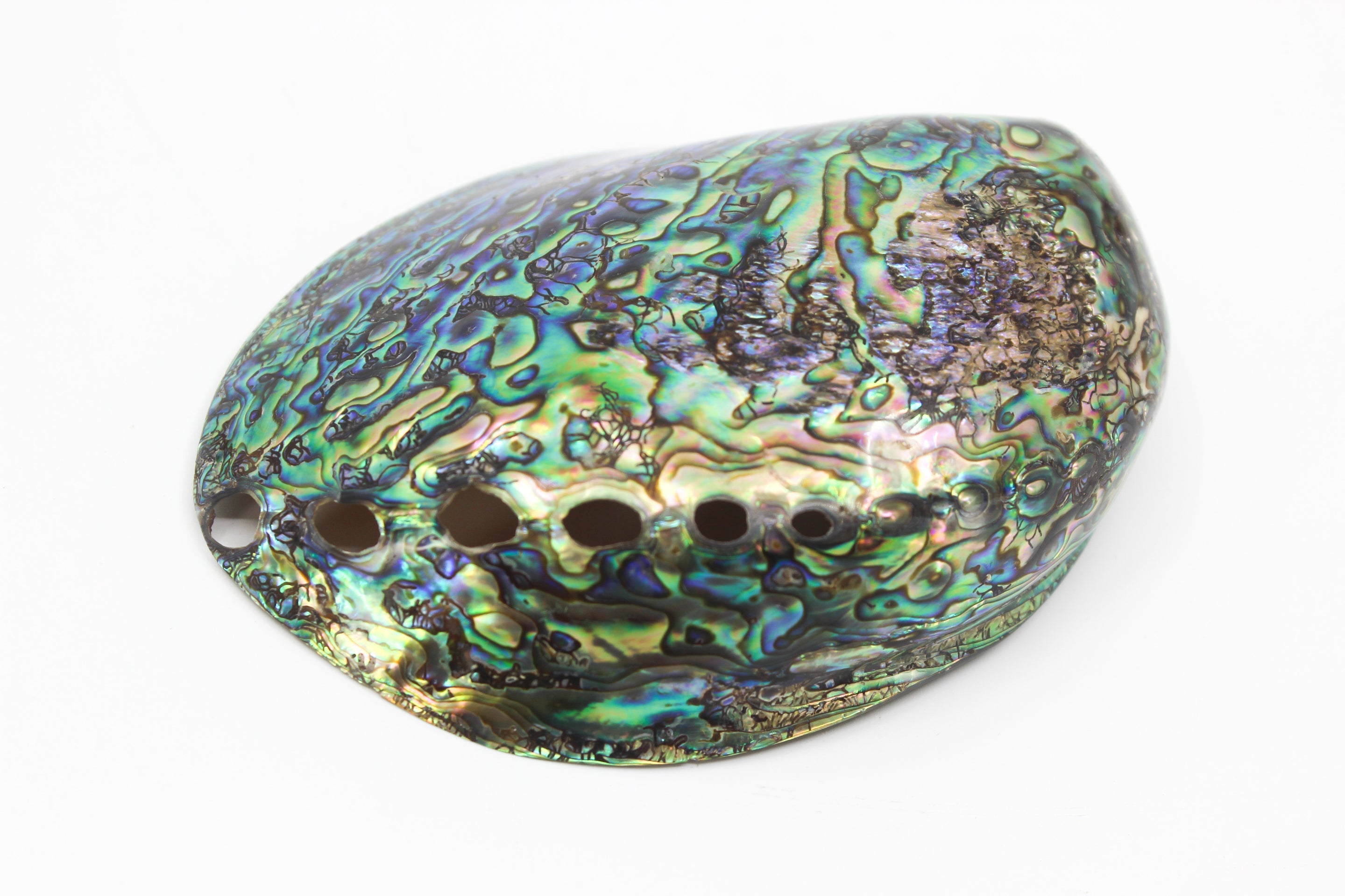 Paua Abalone Polished 4.5-5"