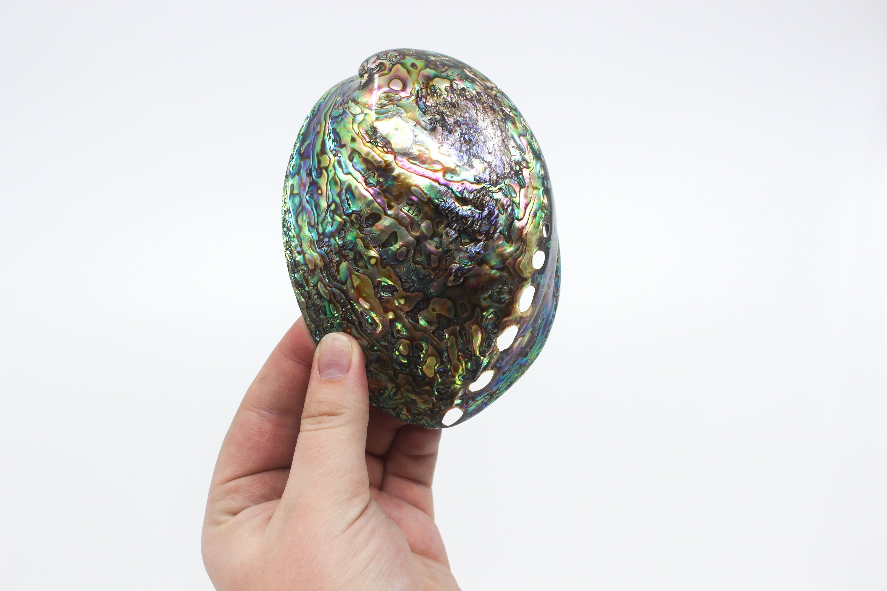 Paua Abalone Polished 4.5-5"