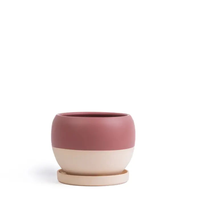8" Bollé Pots with Water Saucers