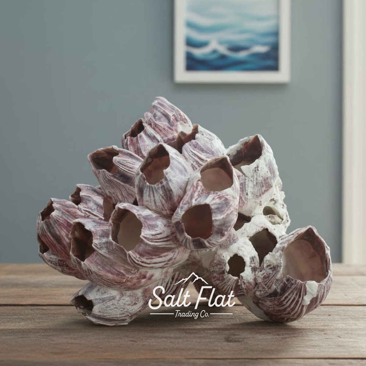 Percebes de 5 a 7 pulgadas