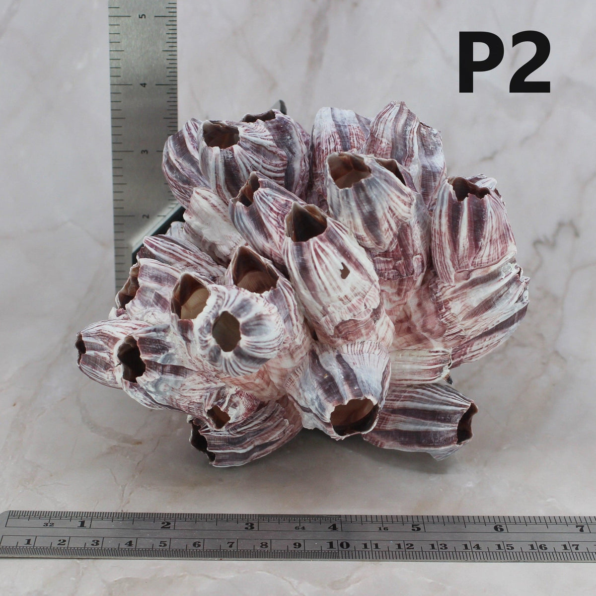Percebes de 5 a 7 pulgadas