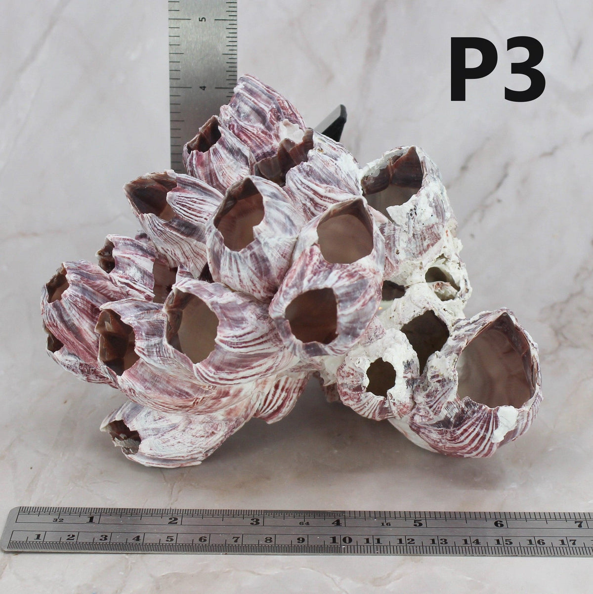 Percebes de 5 a 7 pulgadas