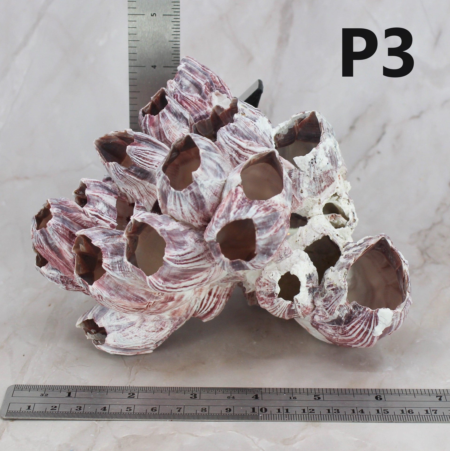 Percebes de 5 a 7 pulgadas