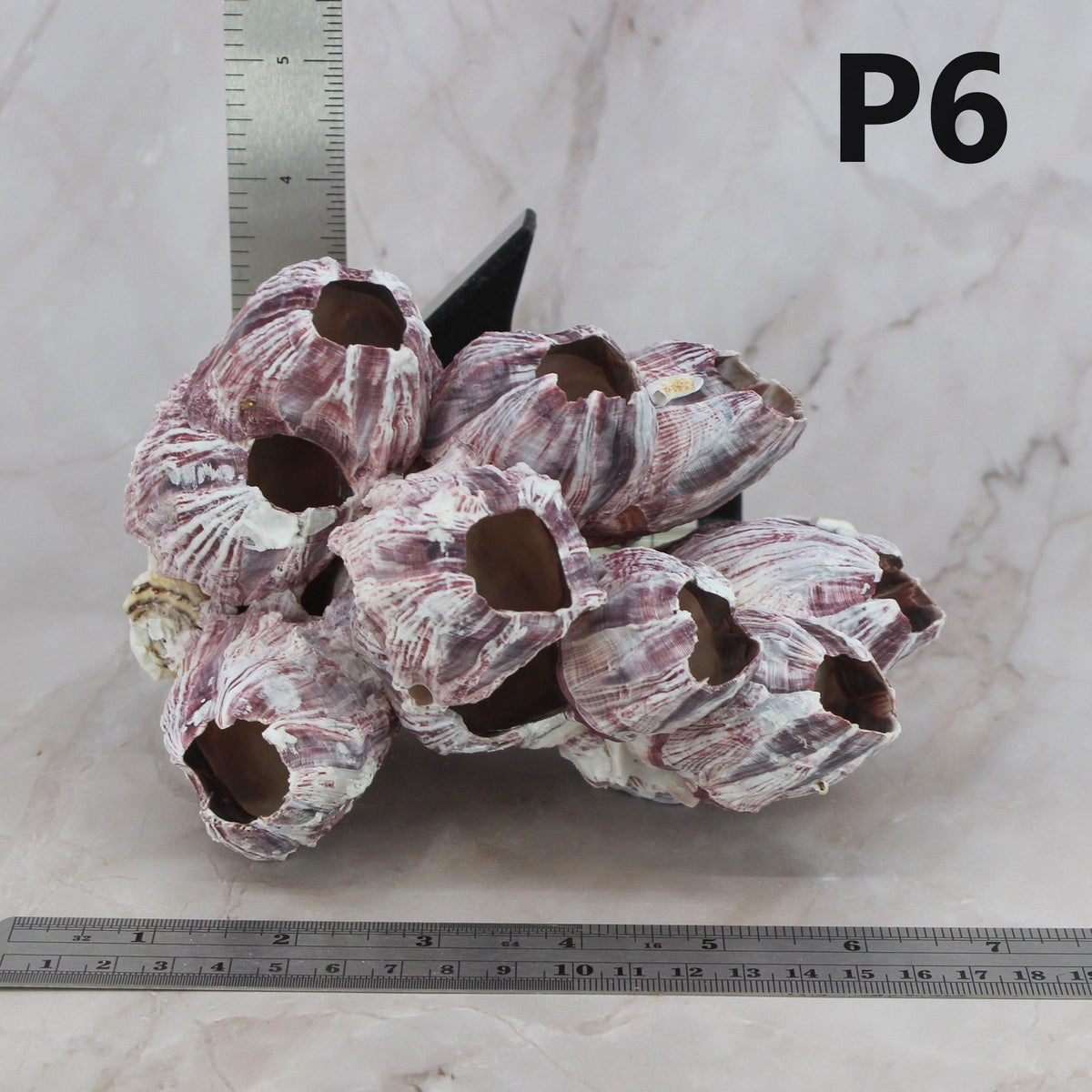 Percebes de 5 a 7 pulgadas