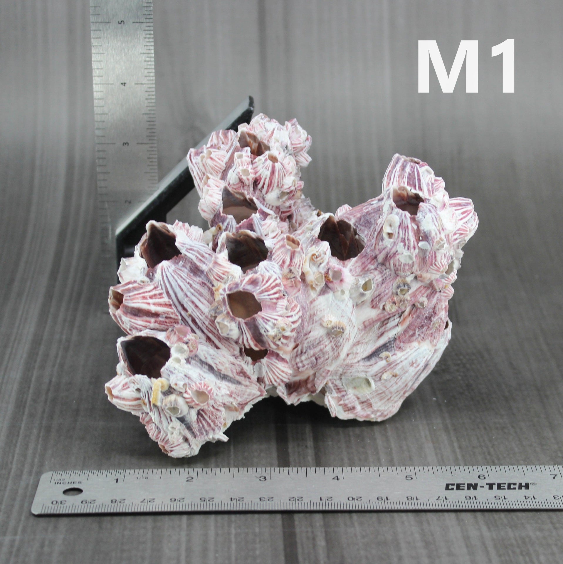 Percebes de 5 a 7 pulgadas