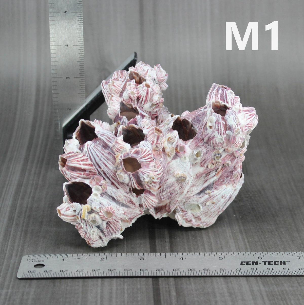 Percebes de 5 a 7 pulgadas