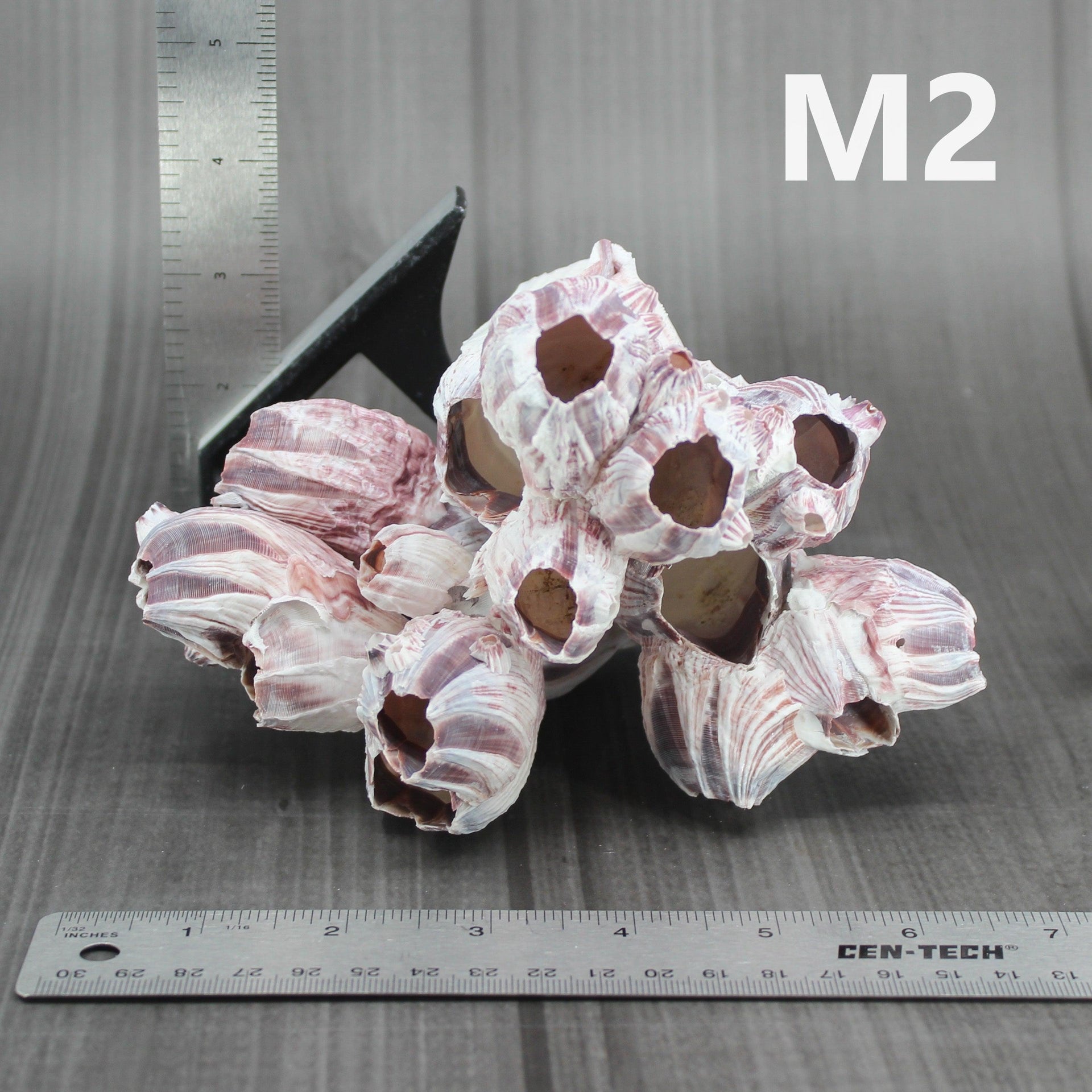 Percebes de 5 a 7 pulgadas