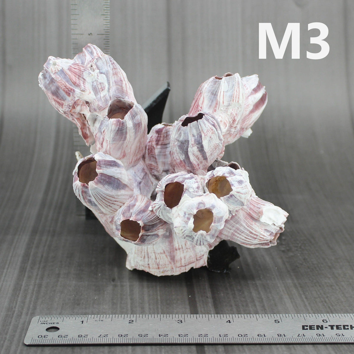 Percebes de 5 a 7 pulgadas