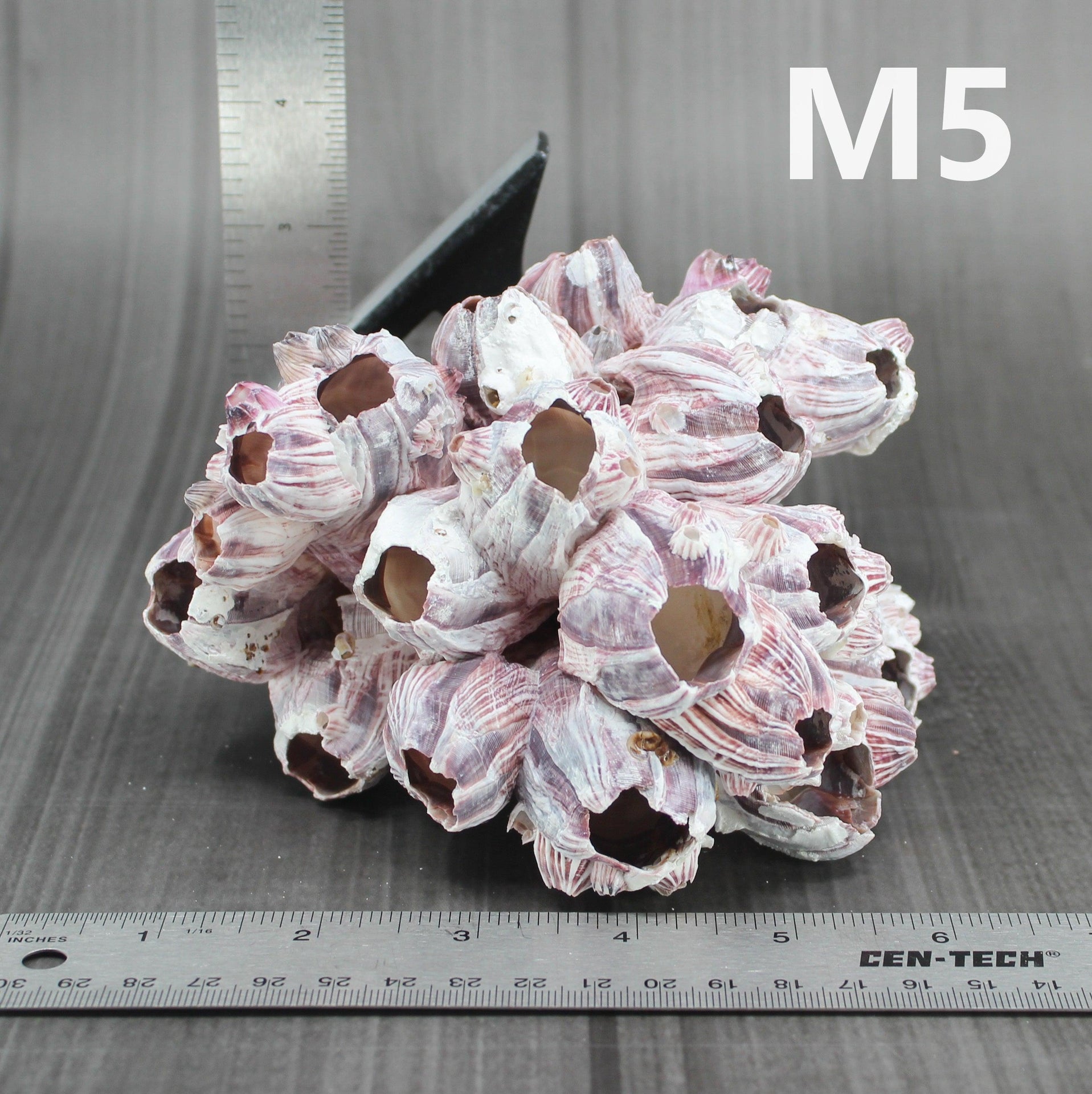 Percebes de 5 a 7 pulgadas