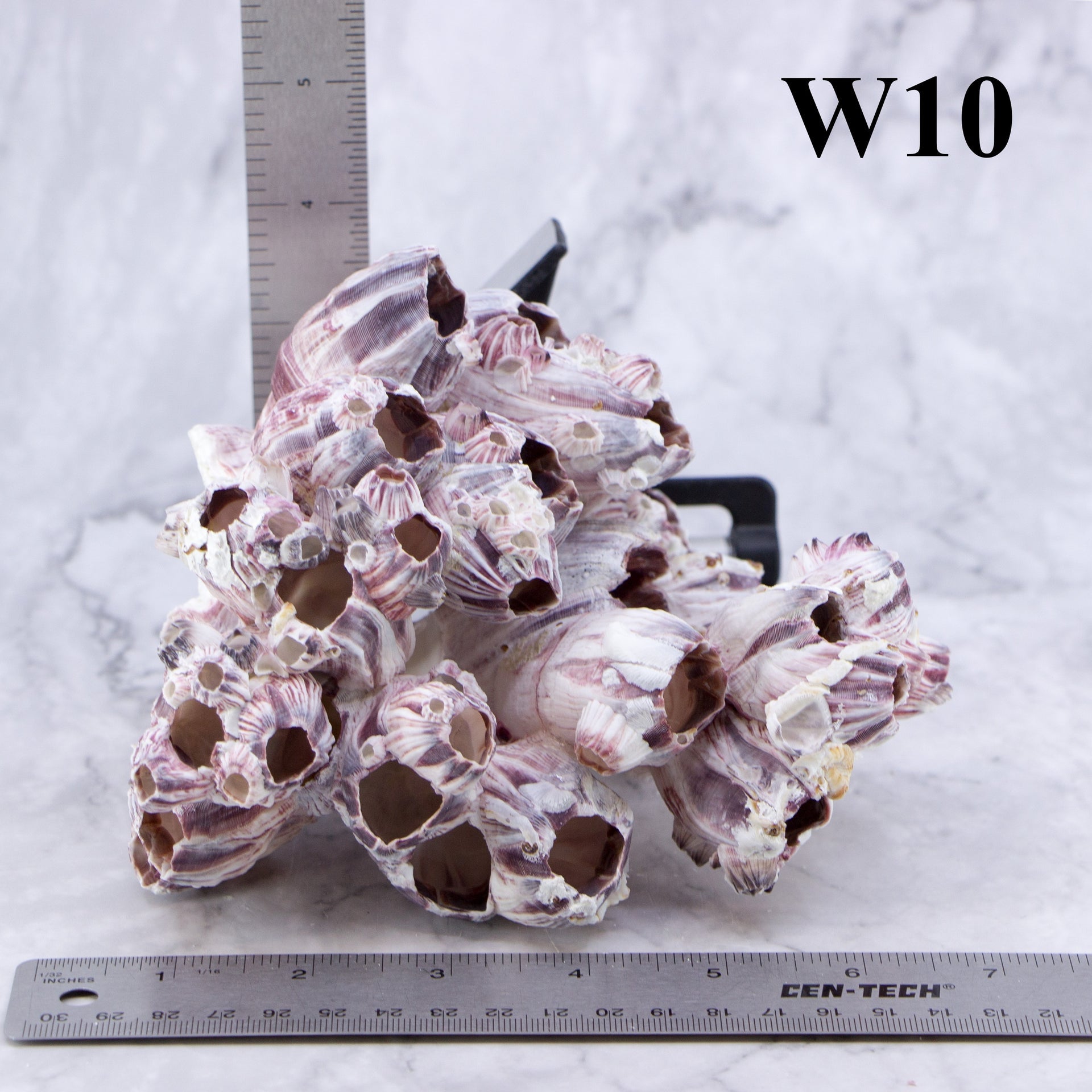 Percebes de 5 a 7 pulgadas