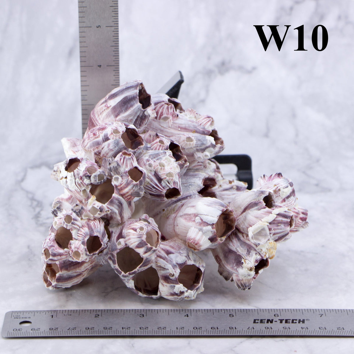 Percebes de 5 a 7 pulgadas