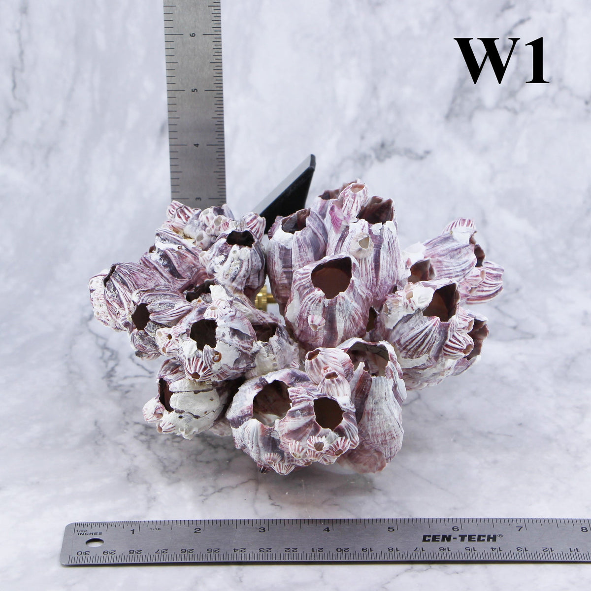 Percebes de 5 a 7 pulgadas