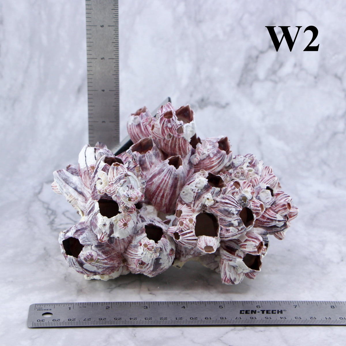 Percebes de 5 a 7 pulgadas