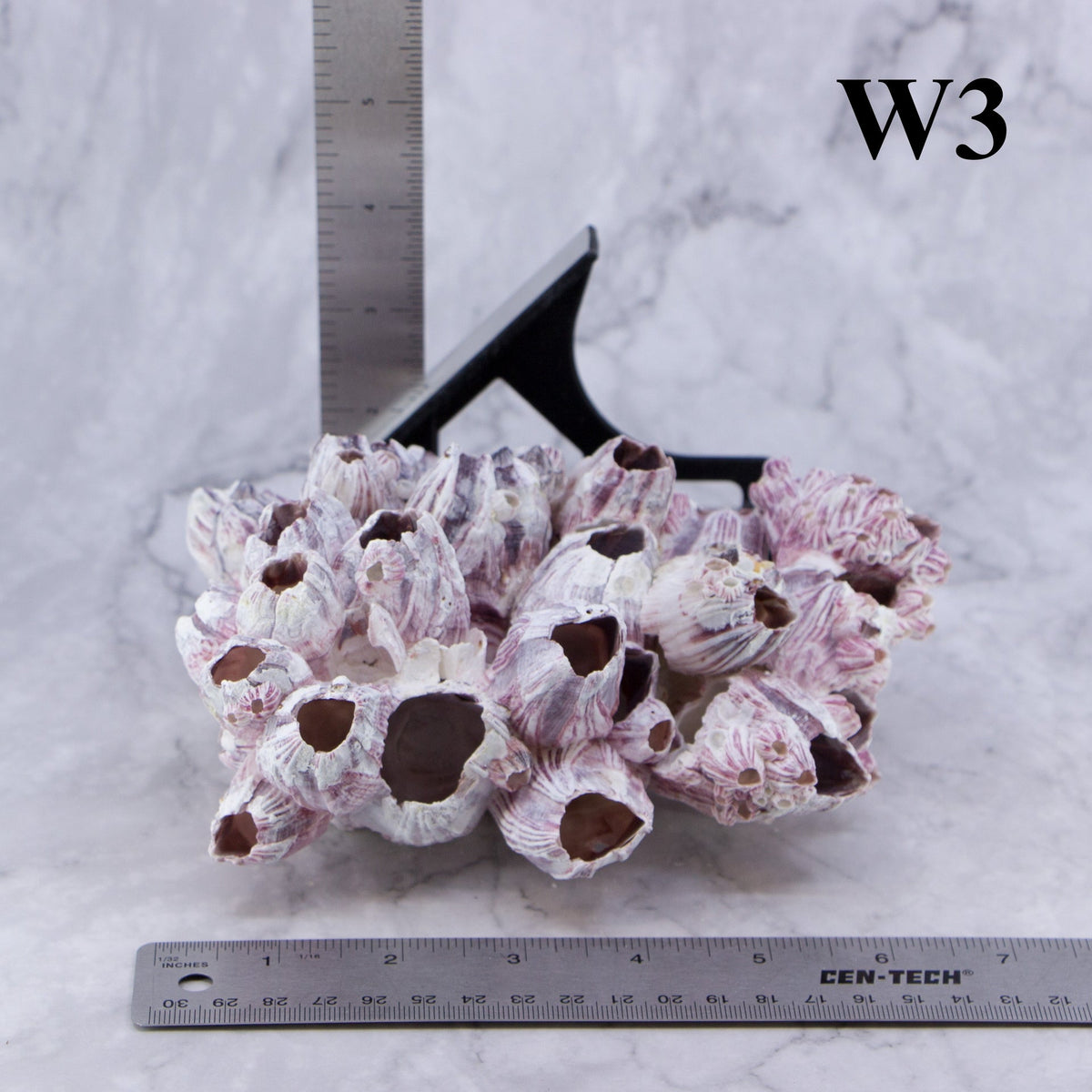 Percebes de 5 a 7 pulgadas