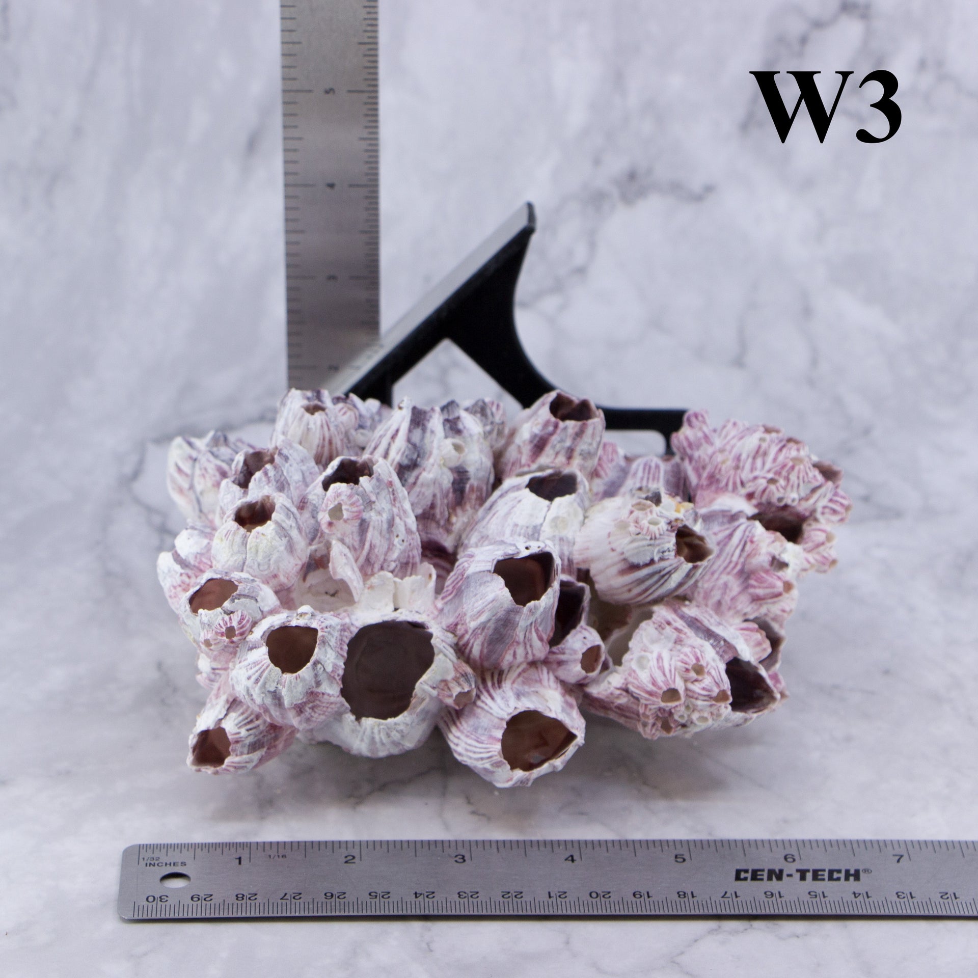 Percebes de 5 a 7 pulgadas