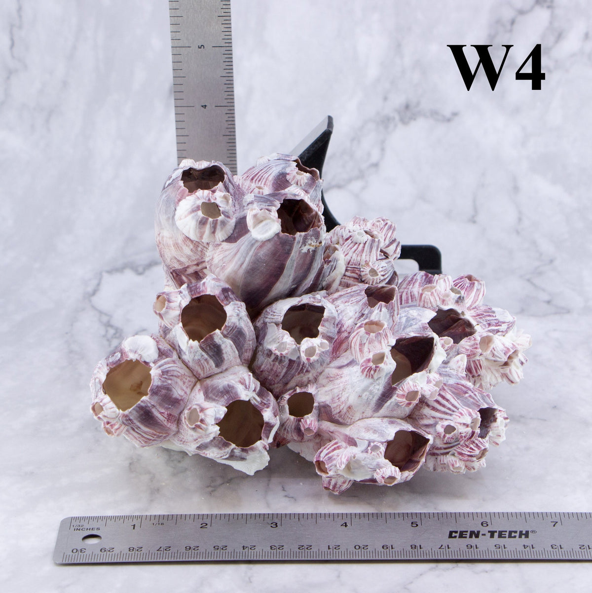 Percebes de 5 a 7 pulgadas
