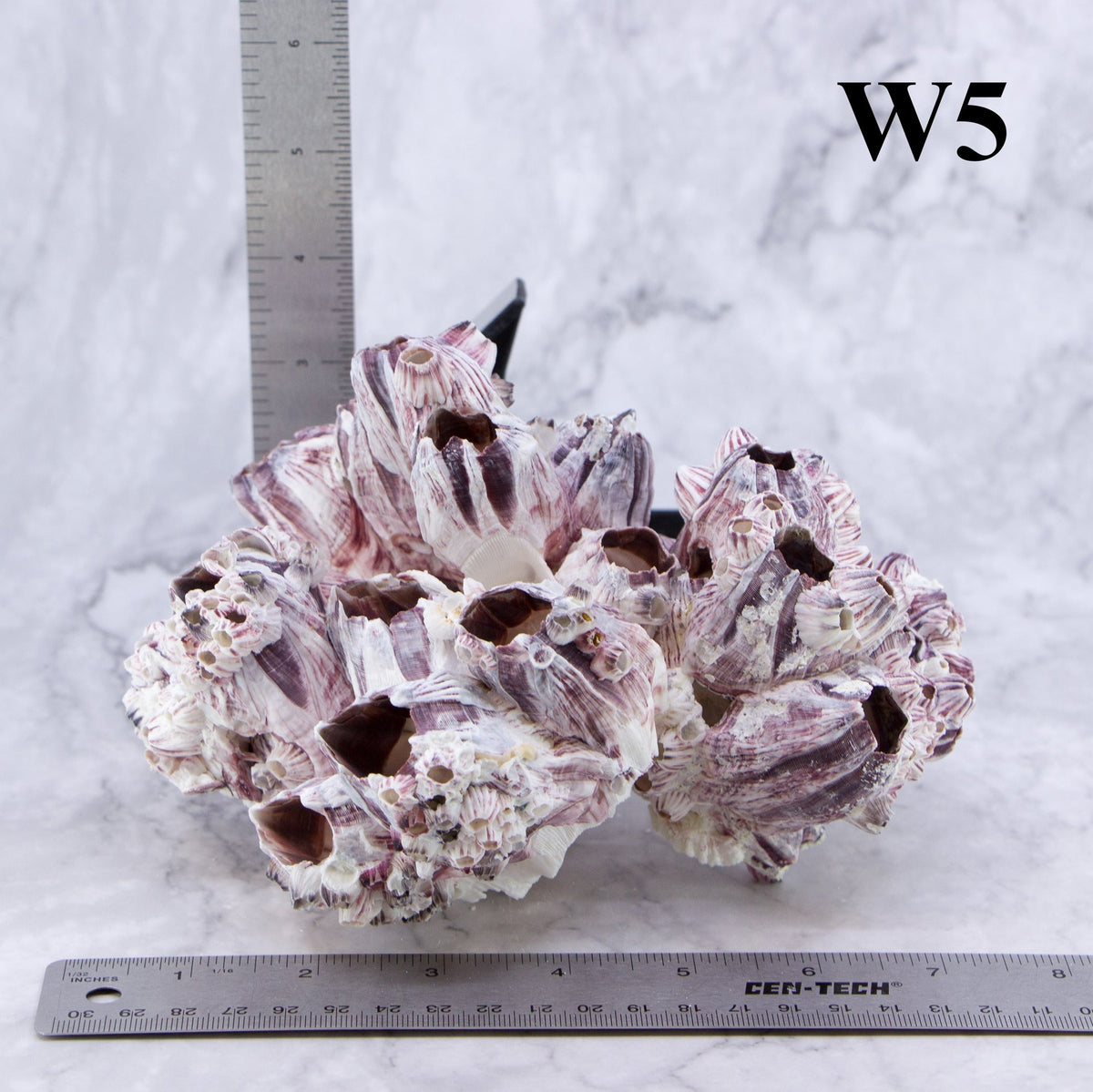 Percebes de 5 a 7 pulgadas