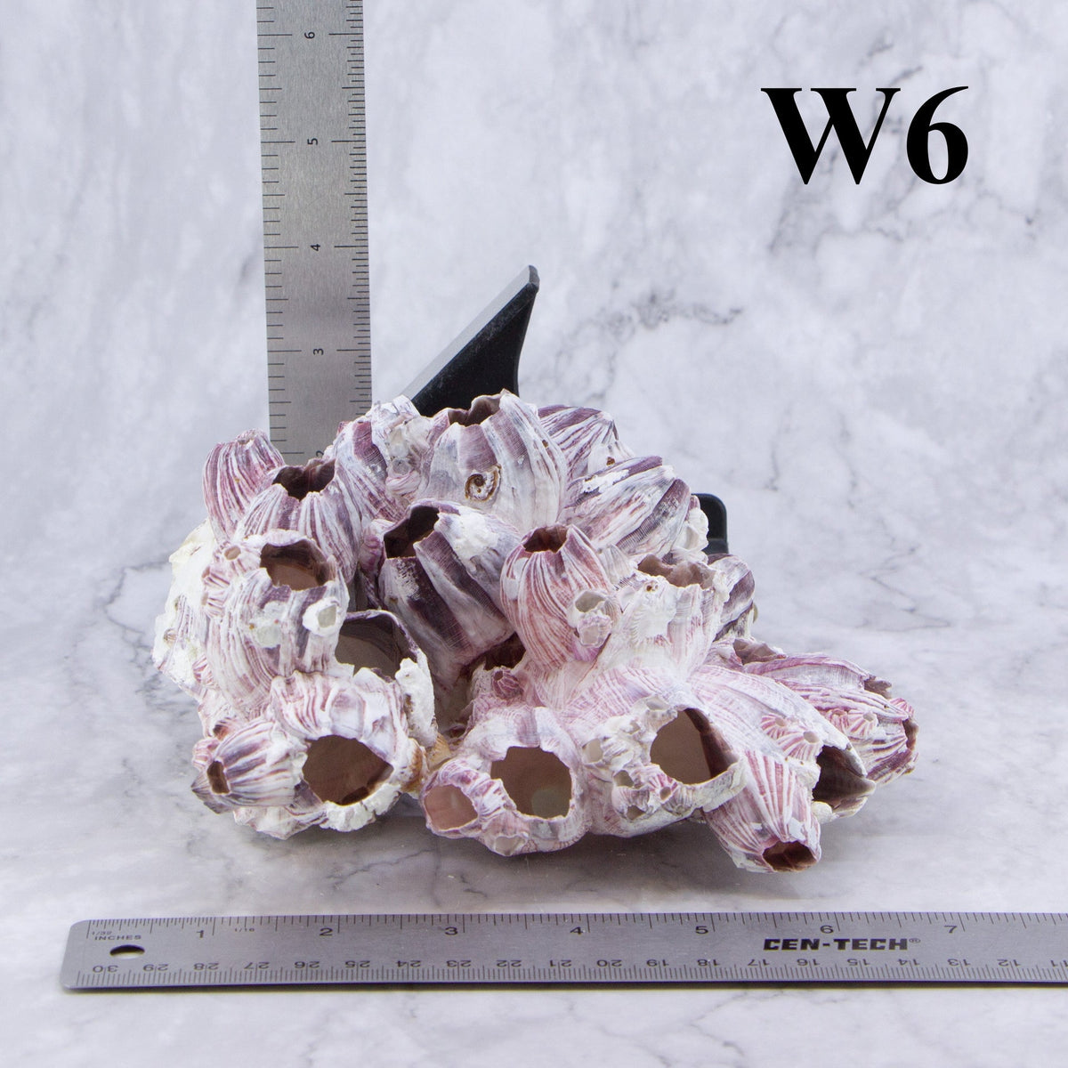 Percebes de 5 a 7 pulgadas