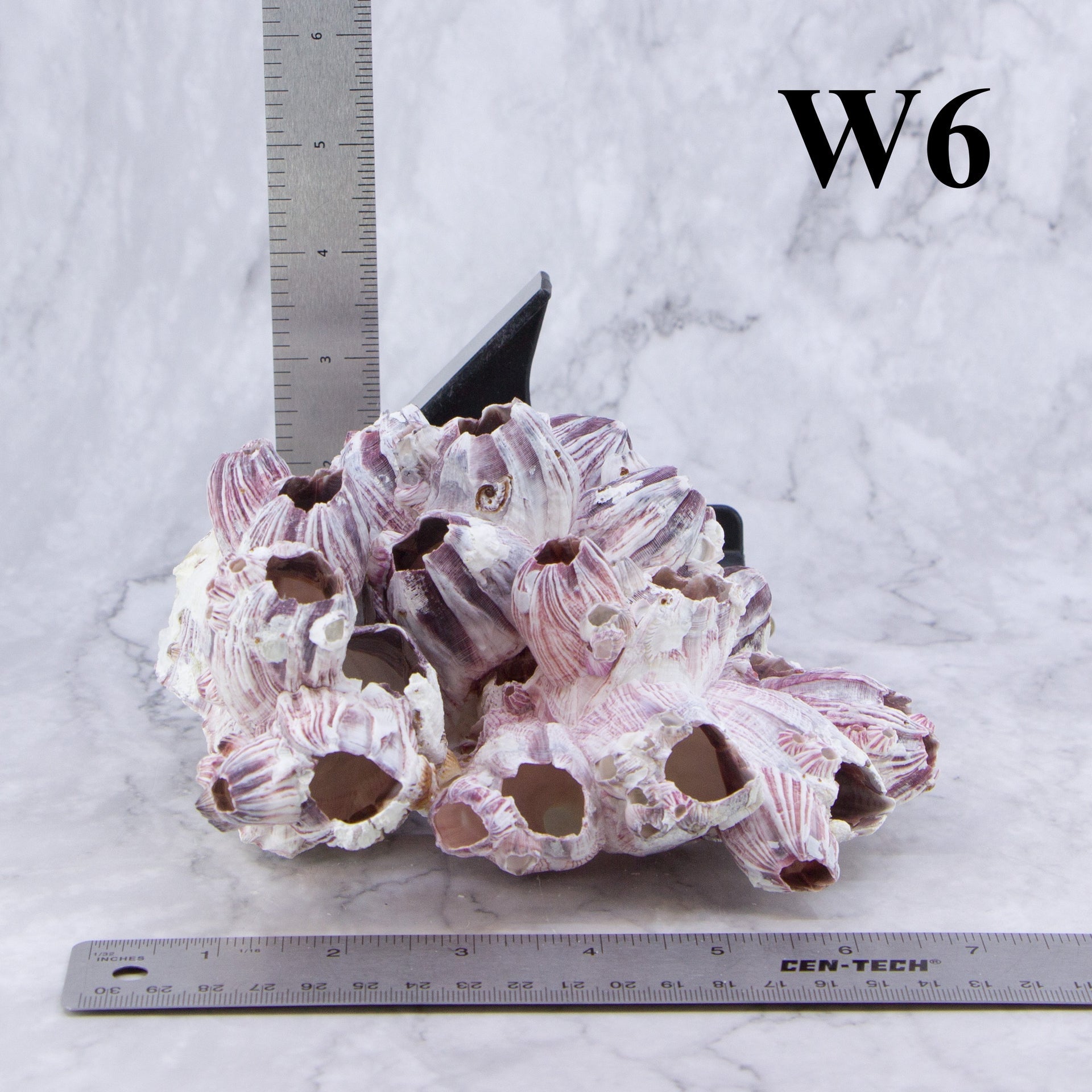 Percebes de 5 a 7 pulgadas