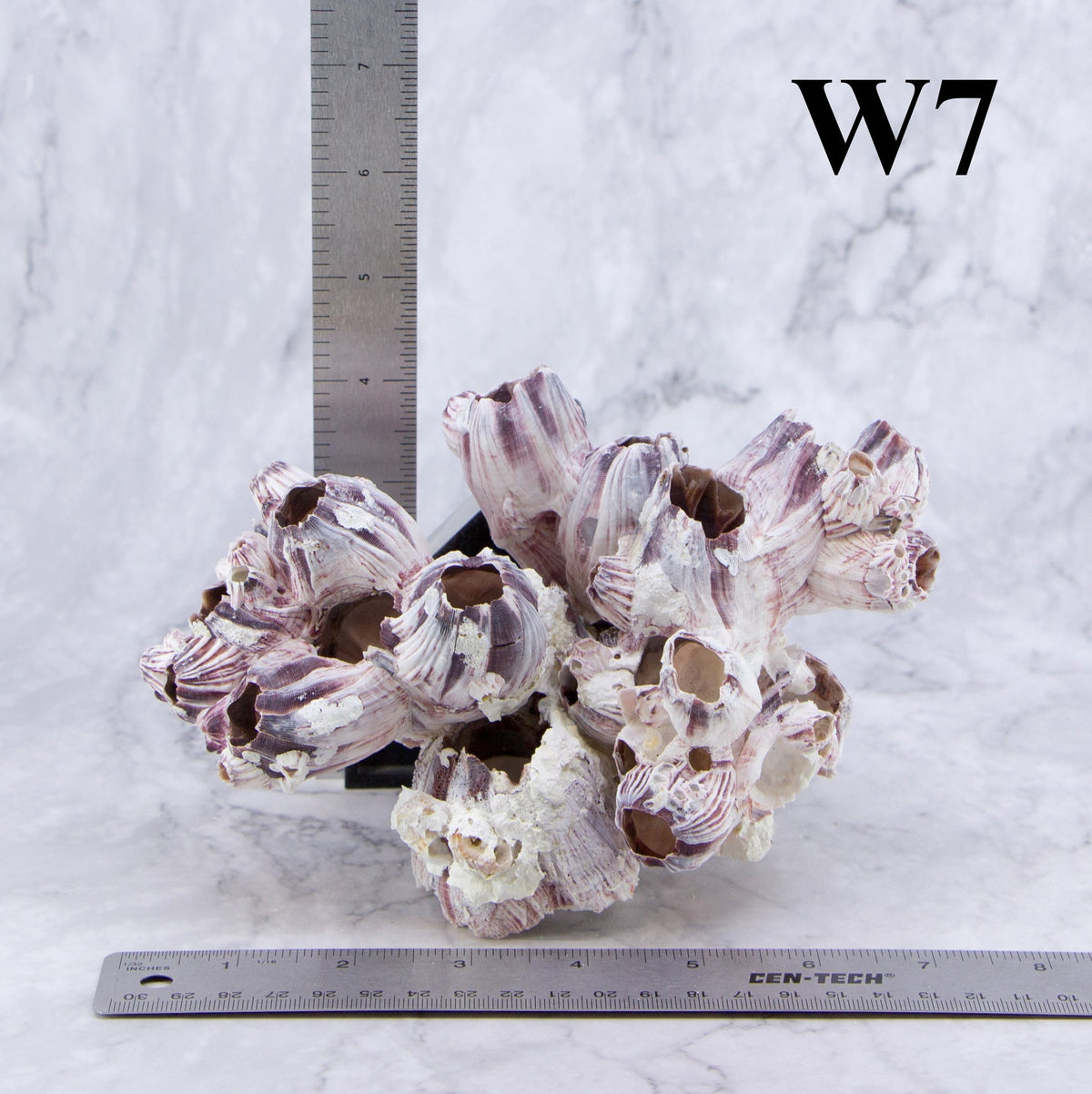 Percebes de 5 a 7 pulgadas