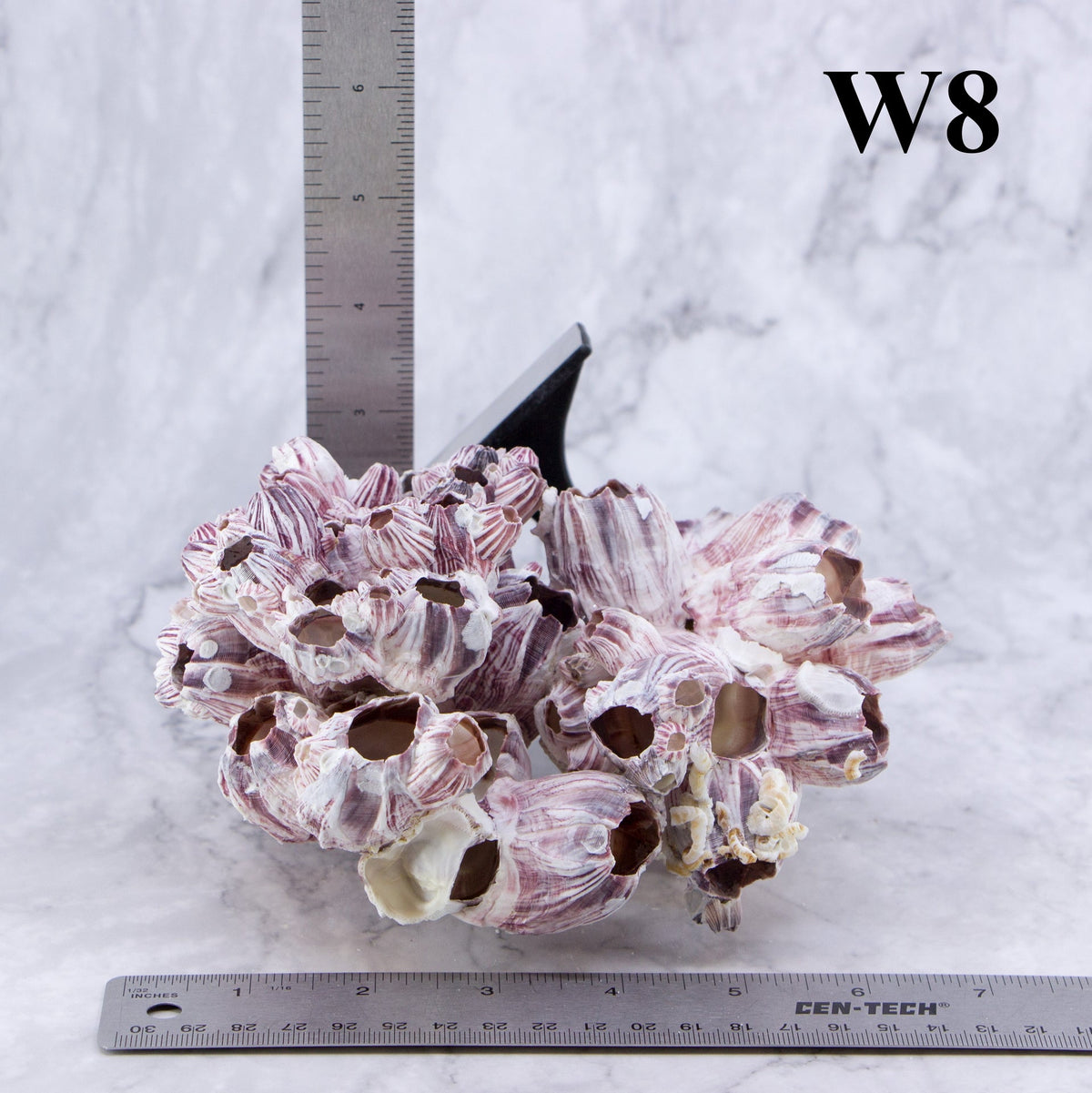 Percebes de 5 a 7 pulgadas