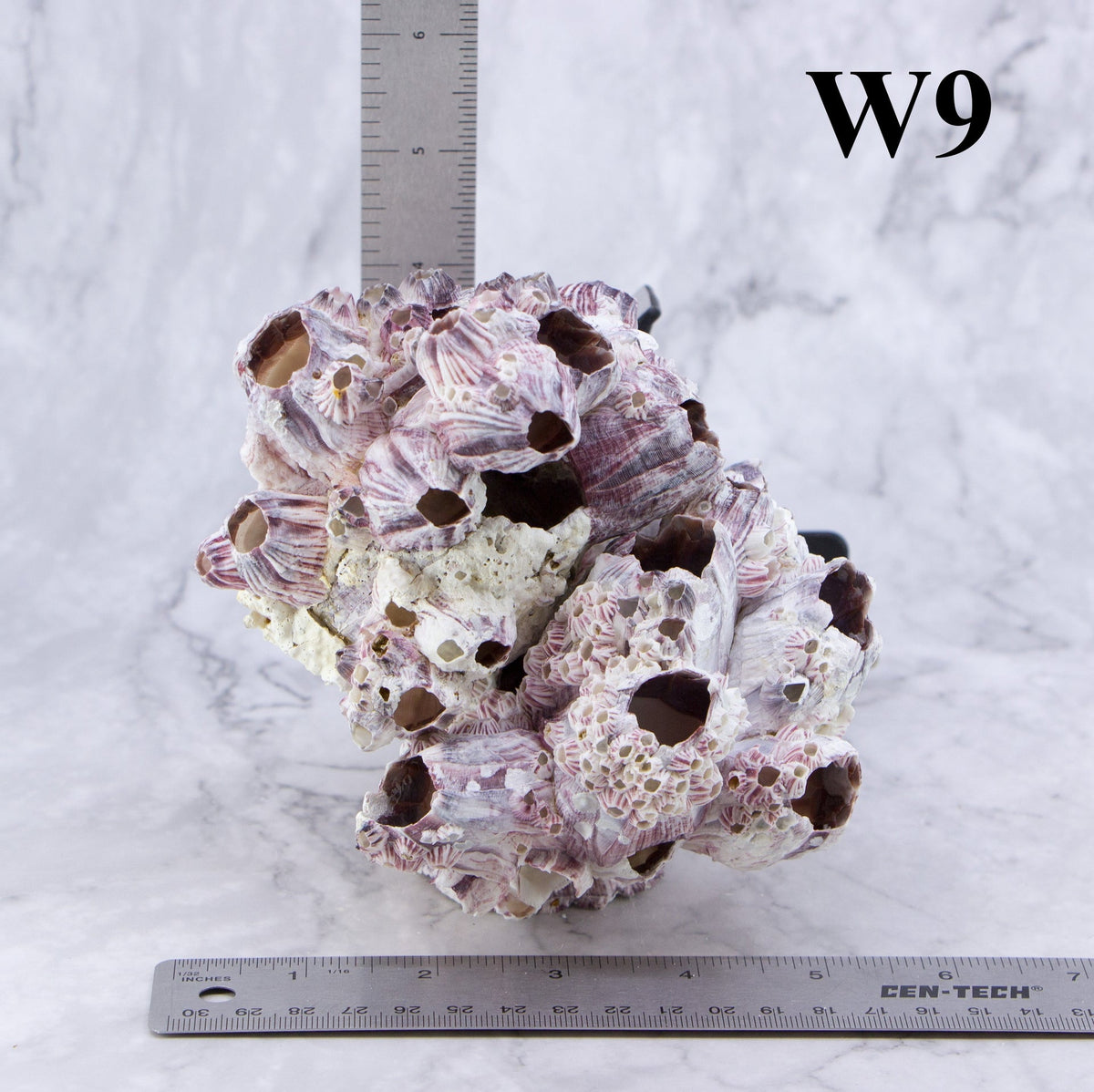 Percebes de 5 a 7 pulgadas
