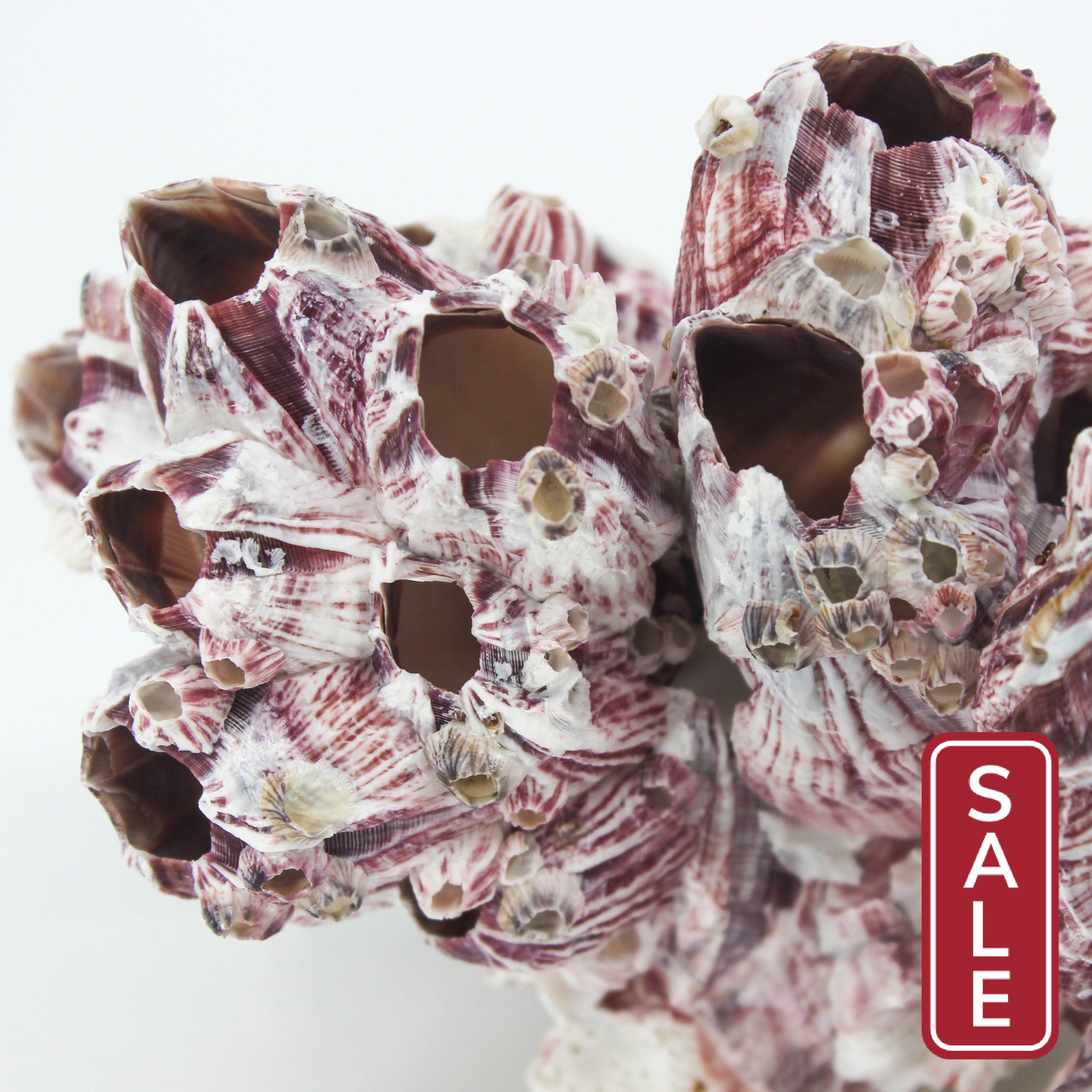Barnacles 3-5"