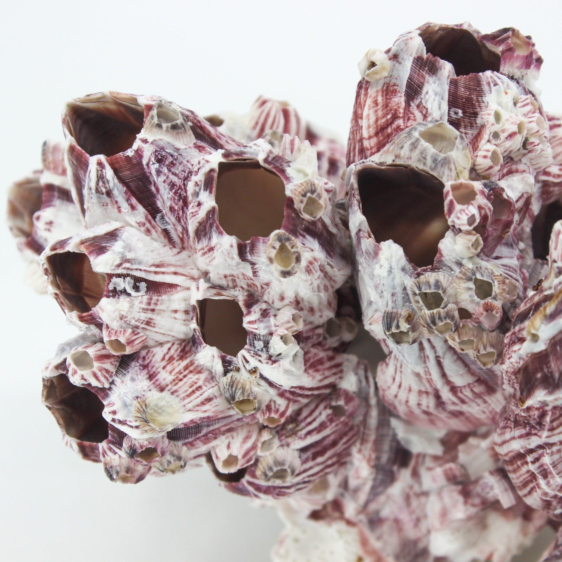 Percebes de 3 a 5 pulgadas