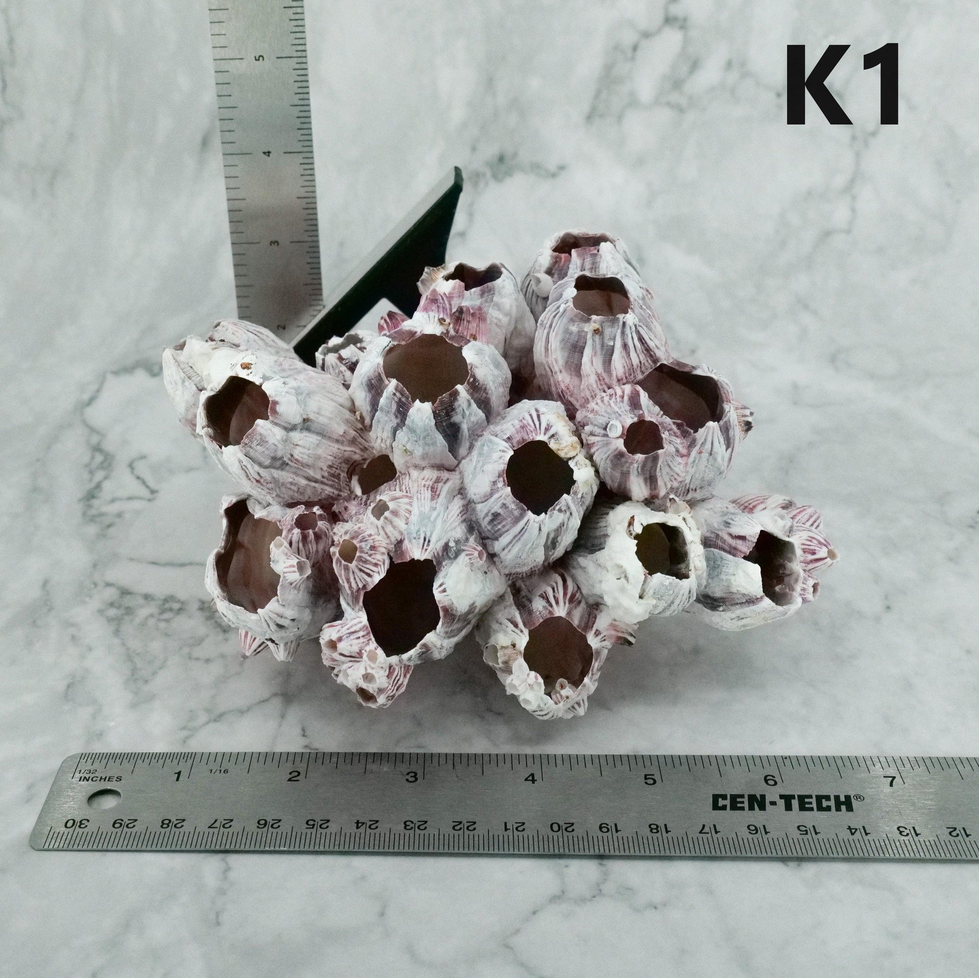 Barnacles 5-7"
