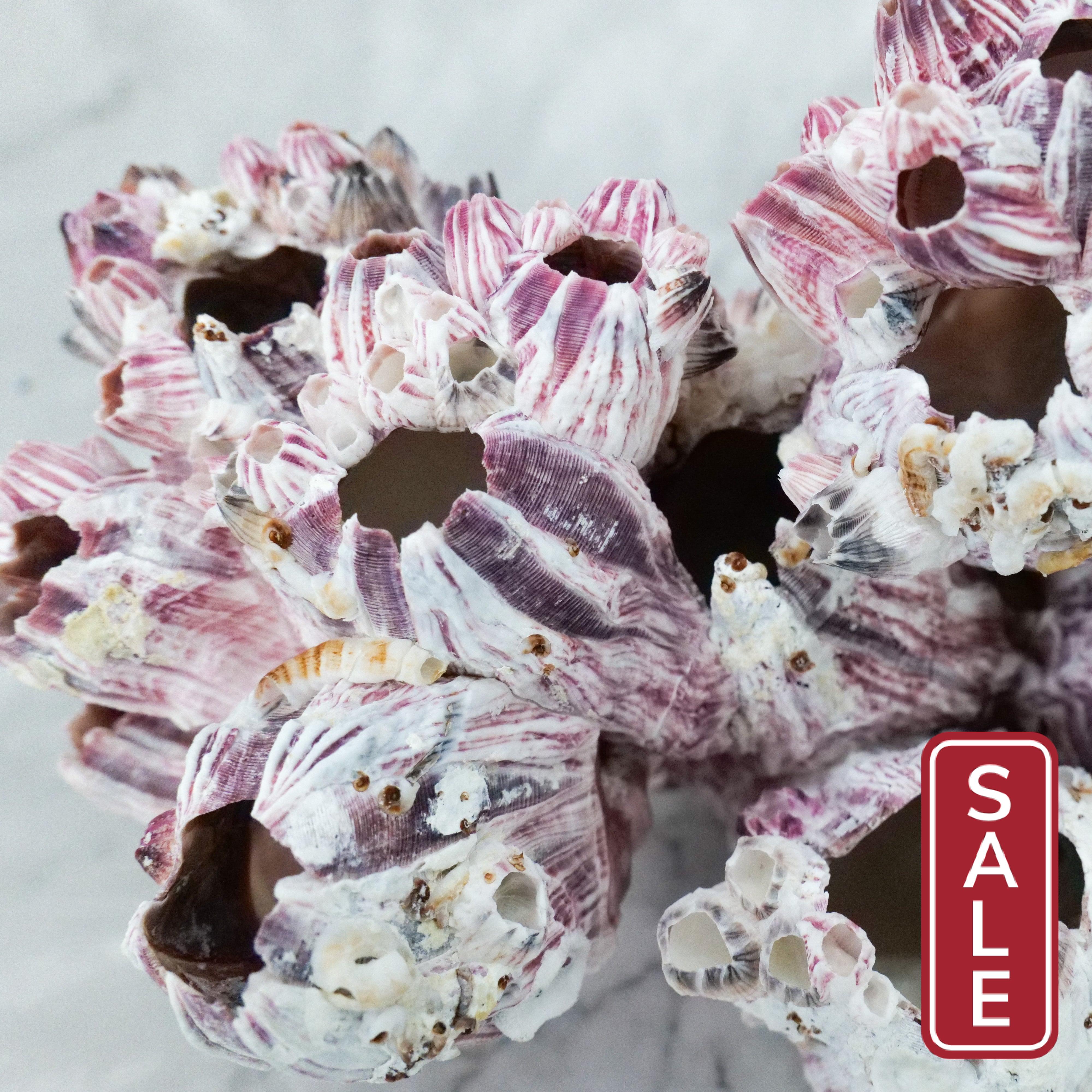 Barnacles 5-7"