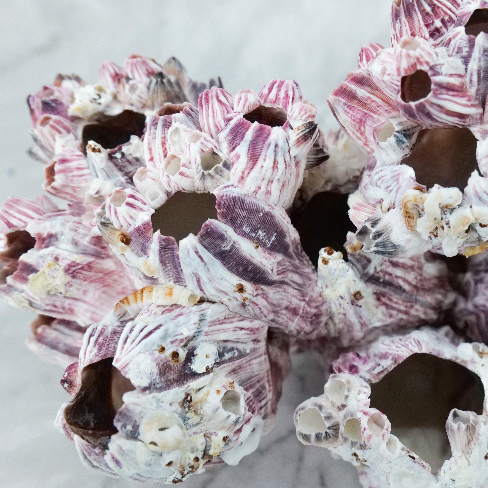 Barnacles 5-7"