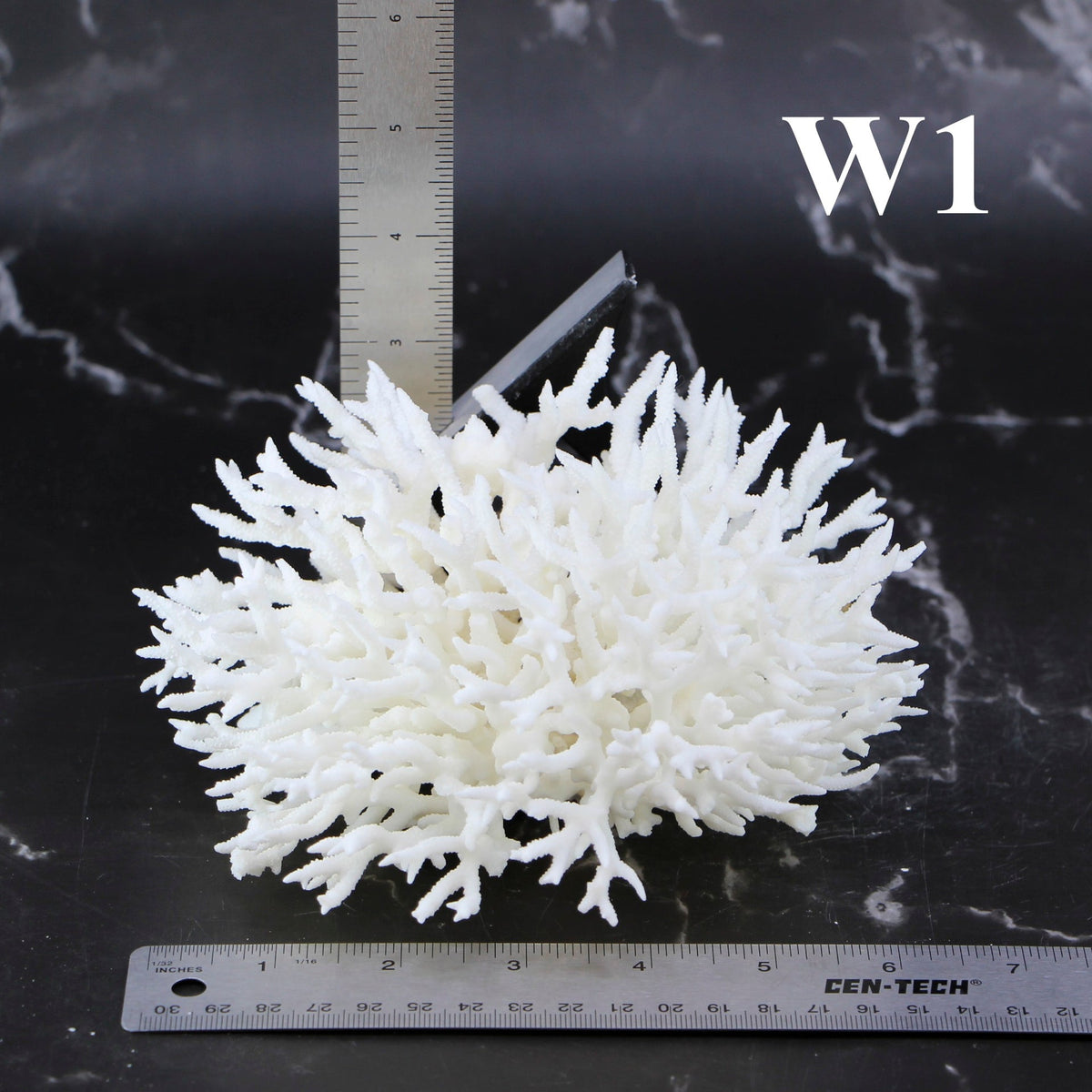 Birdsnest Coral 5-7"