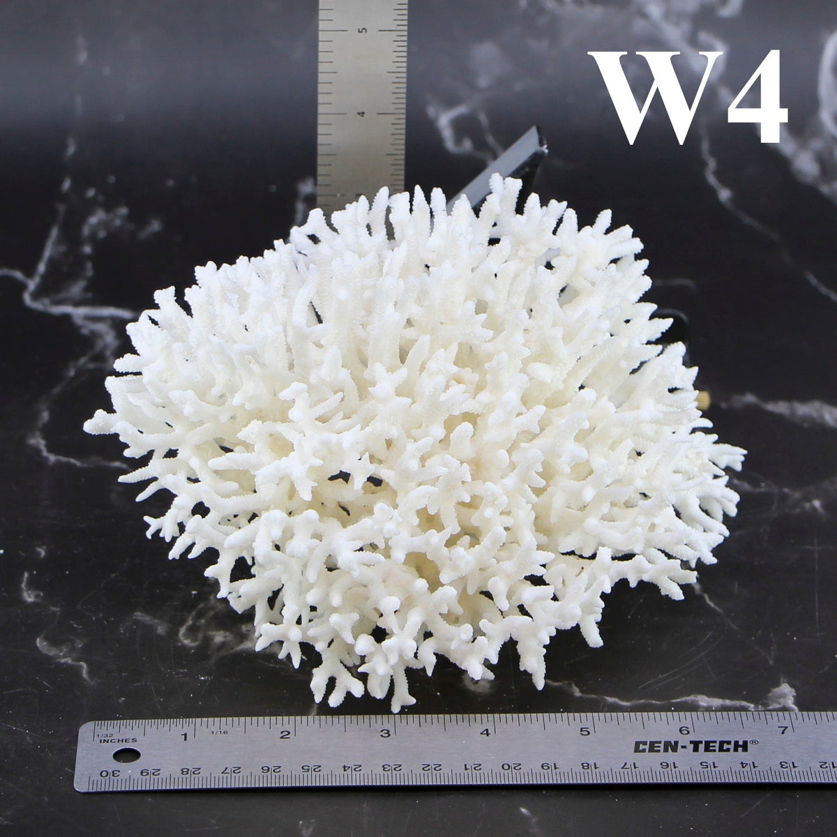Birdsnest Coral 5-7"